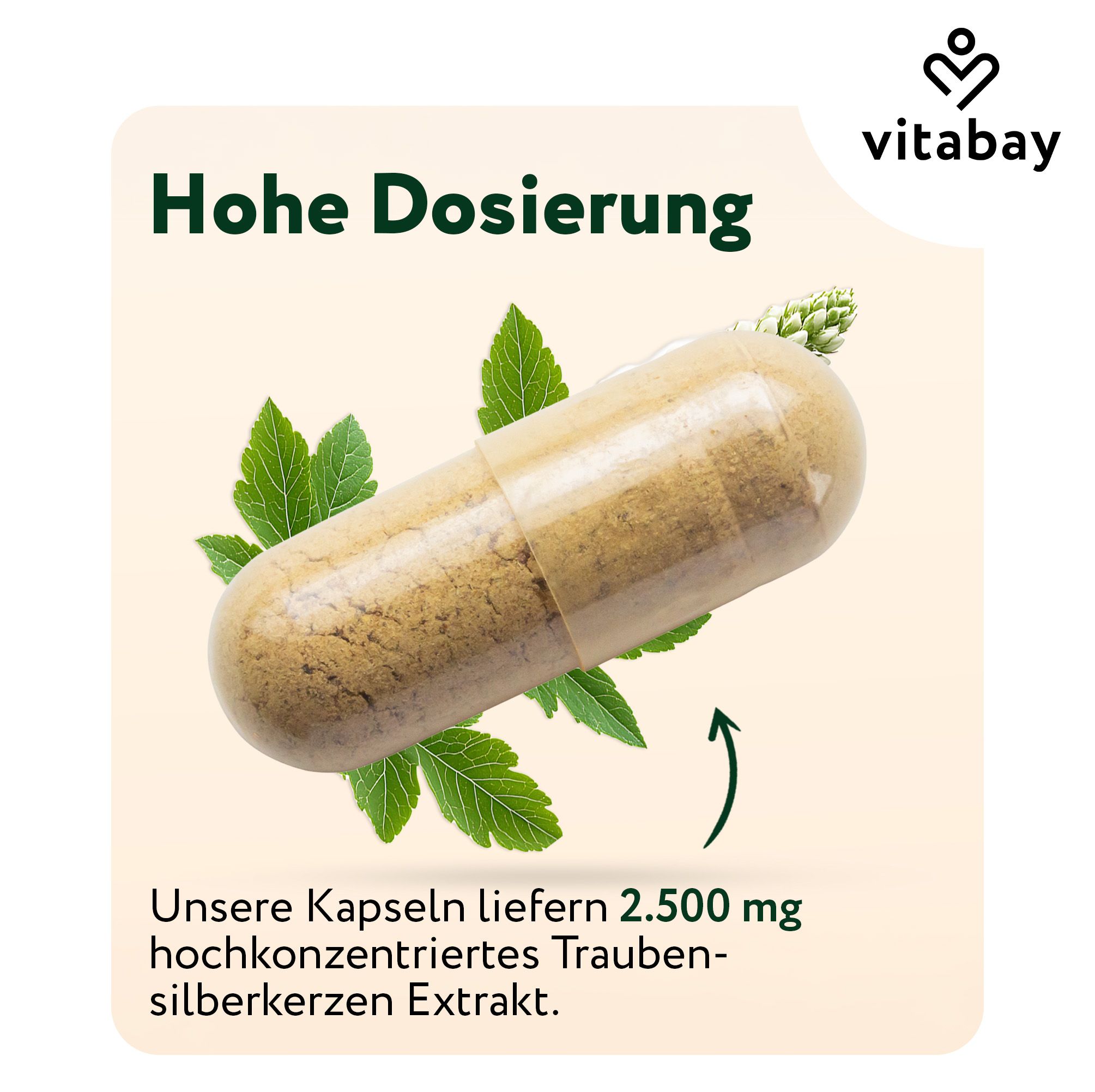 Eine Vitabay Traubensilberkerze Kapsel, 2.500 mg Extrakt.