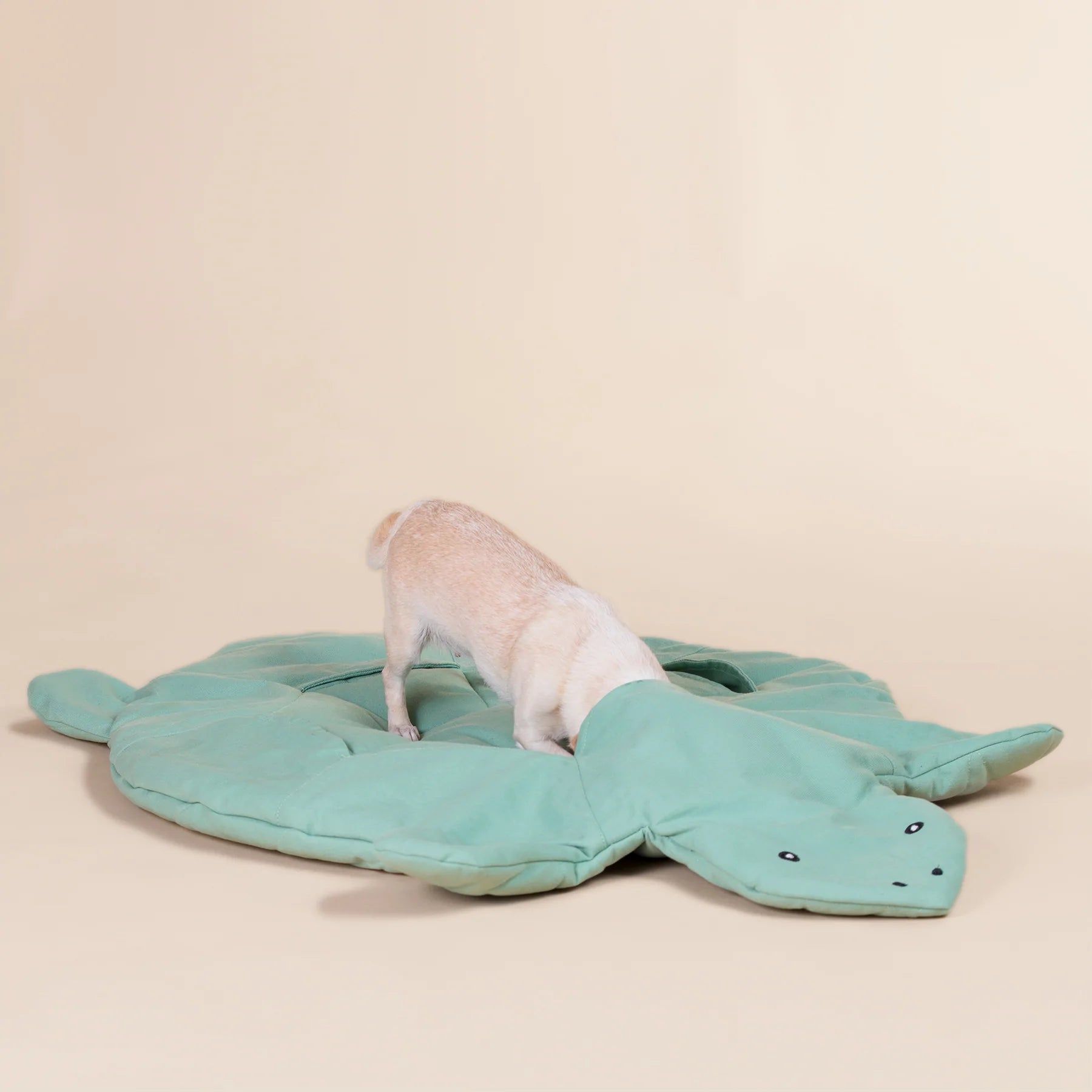 Grüne, schildkrötenförmige Matte. Ein kleiner Hund steht auf der Matte und schnuppert.