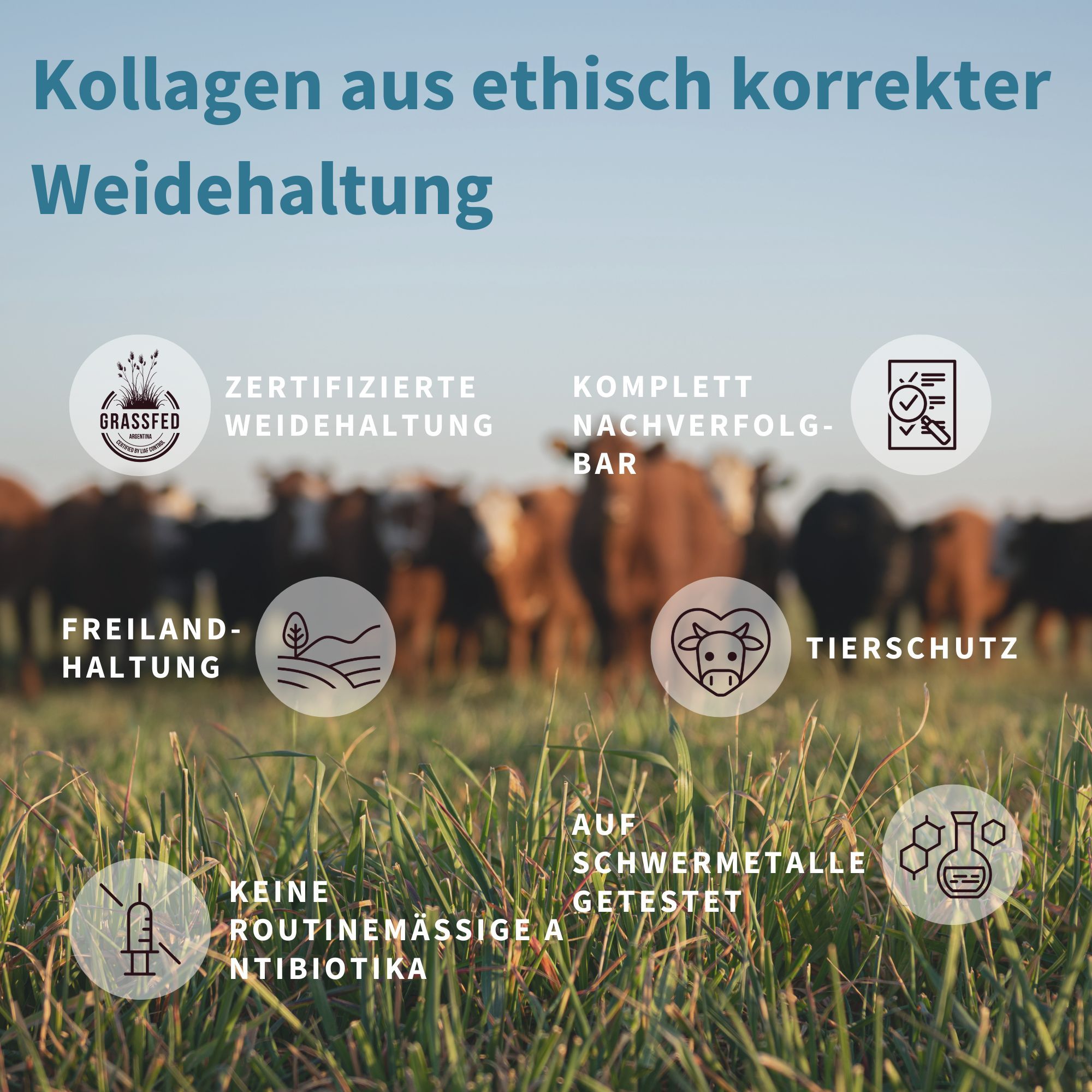 Wiese mit Kühen. Text: Kollagen aus ethisch korrekter Weidehaltung. Zertifizierte Weidehaltung, Freilandhaltung.