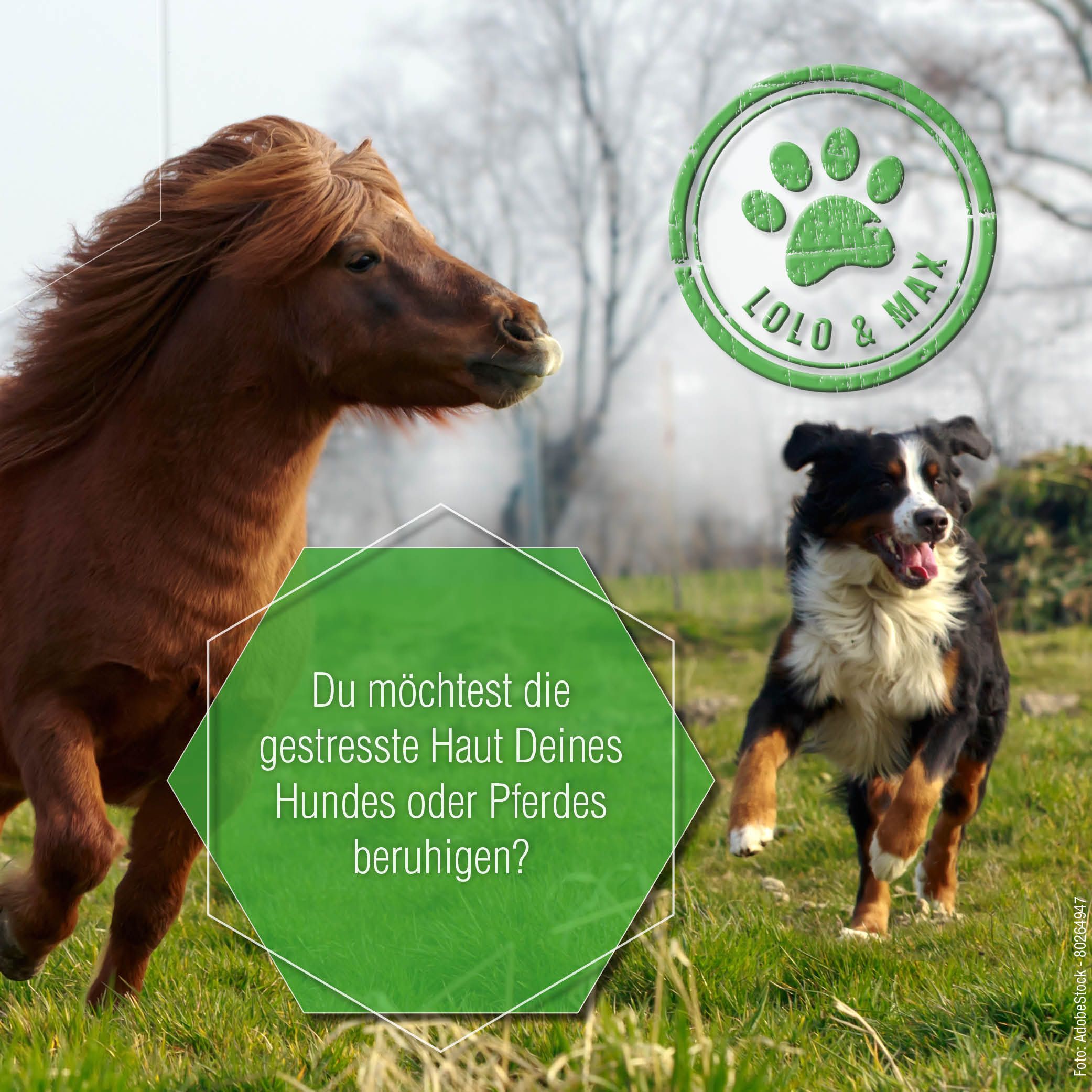 Pferd und Hund auf einer Wiese. Grünes Logo: Pfote, Lolo & Max. Text: Du möchtest die gestresste Haut Deines Hundes oder Pferdes beruhigen?