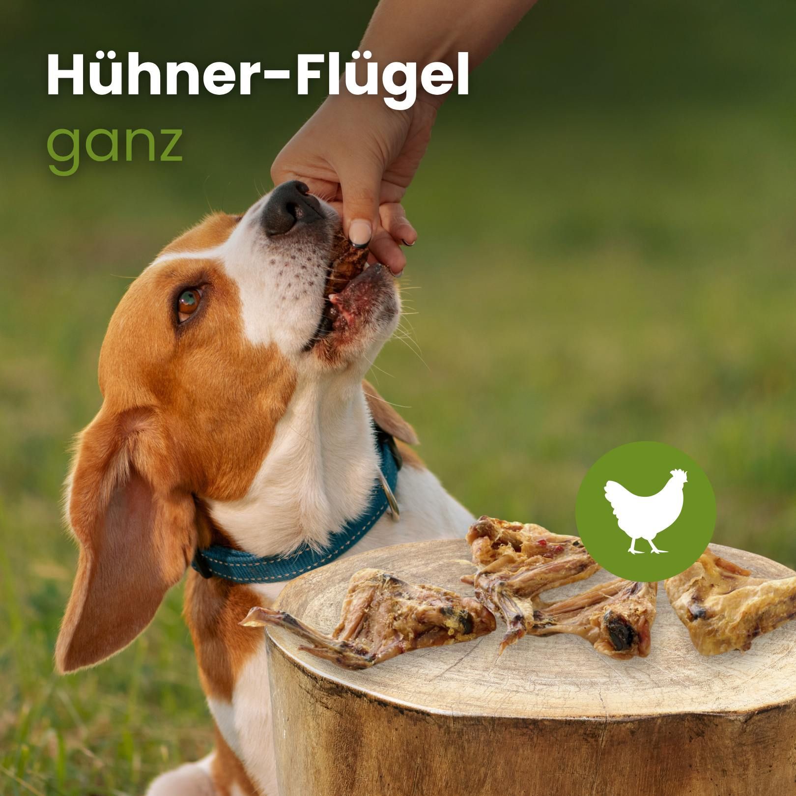 Ein Hund frisst einen Hühnerflügel, der von einer Hand gehalten wird.