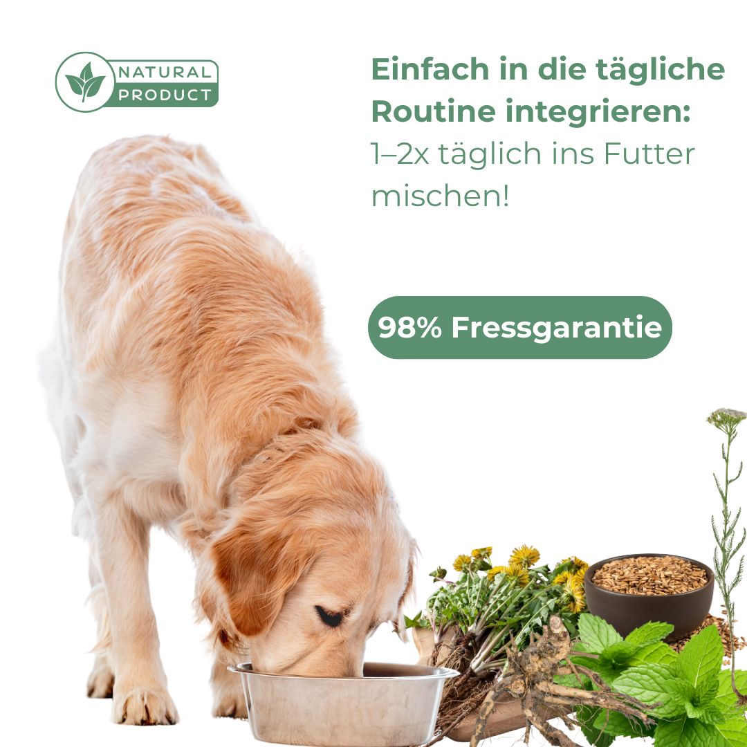Goldener Hund frisst aus Napf. Kräuter und Napf auf dem Boden. Text: Einfach in die tägliche Routine integrieren.