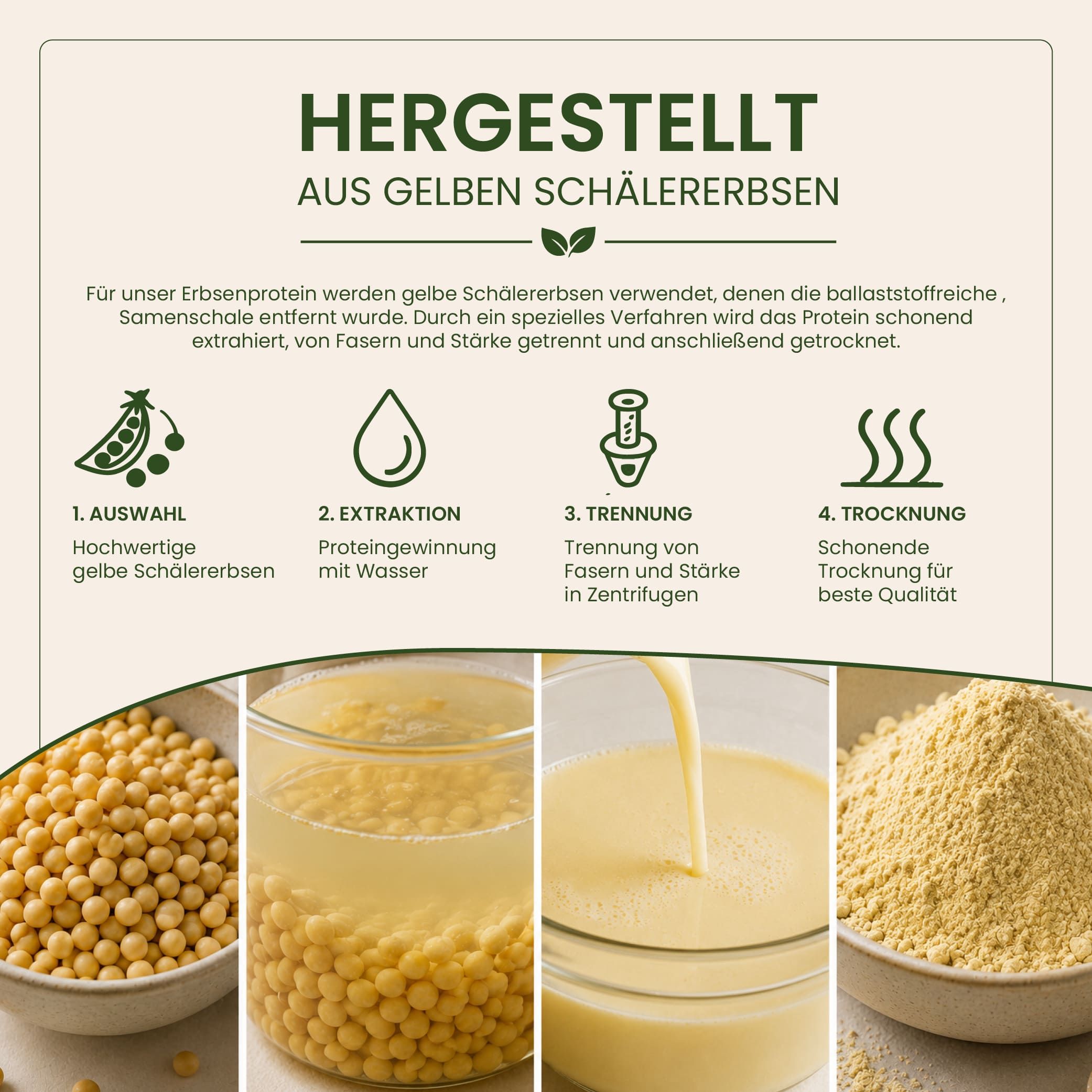 Herstellung von Erbsenprotein: Auswahl, Extraktion, Trennung und Trocknung von gelben Schäl-Erbsen.