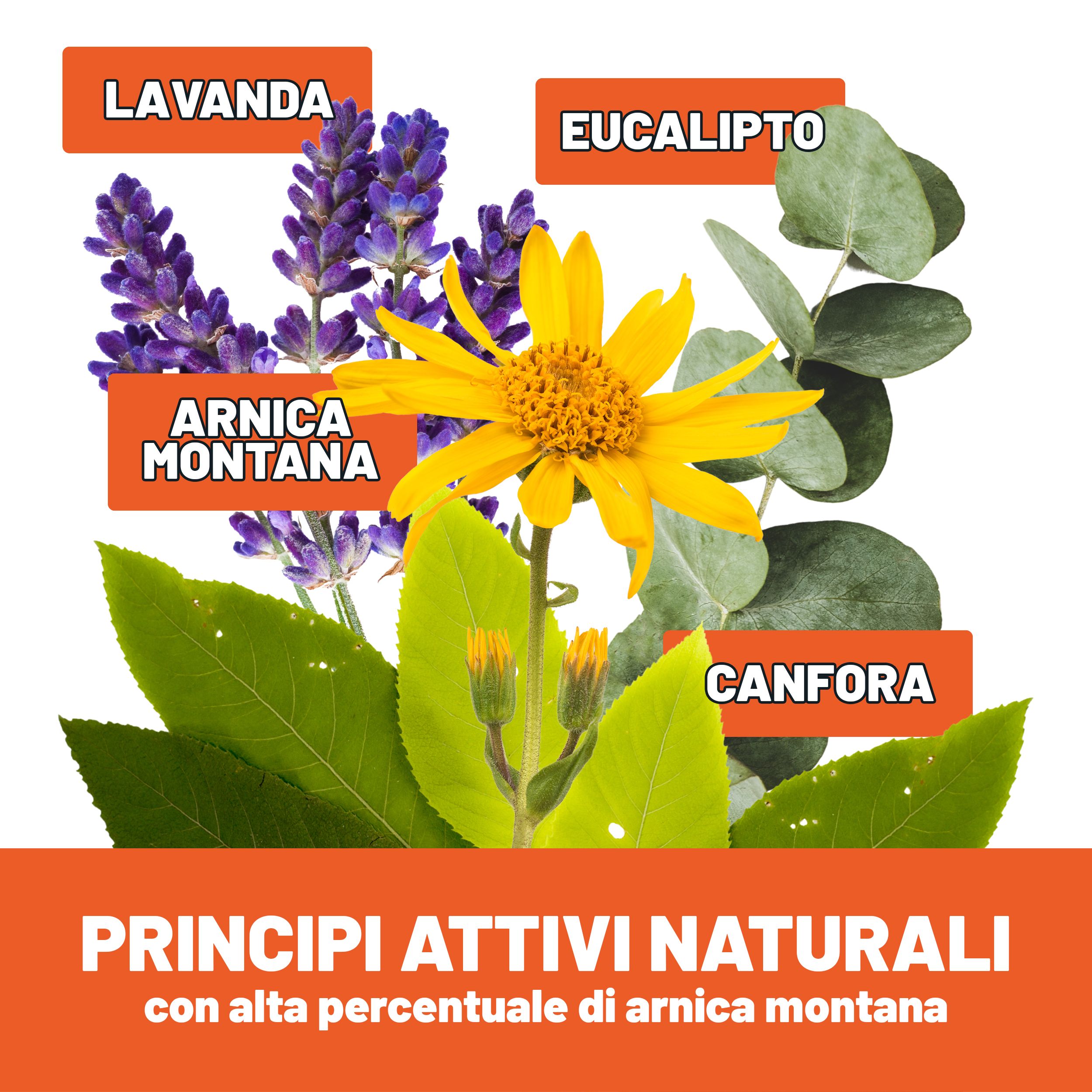 Grafik mit Lavendel, Arnika Montana, Eukalyptus und Kampfer. Text: Principi attivi naturali con alta percentuale di arnica montana.