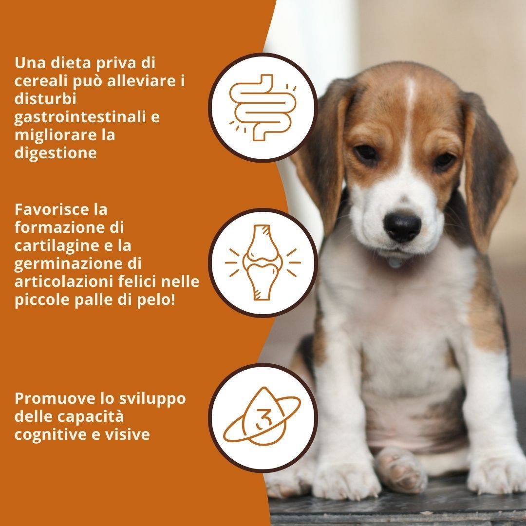 Text mit Vorteilen: Eine getreidefreie Ernährung kann Magen-Darm-Beschwerden lindern. Fördert die Knorpelbildung. Fördert kognitive Fähigkeiten.