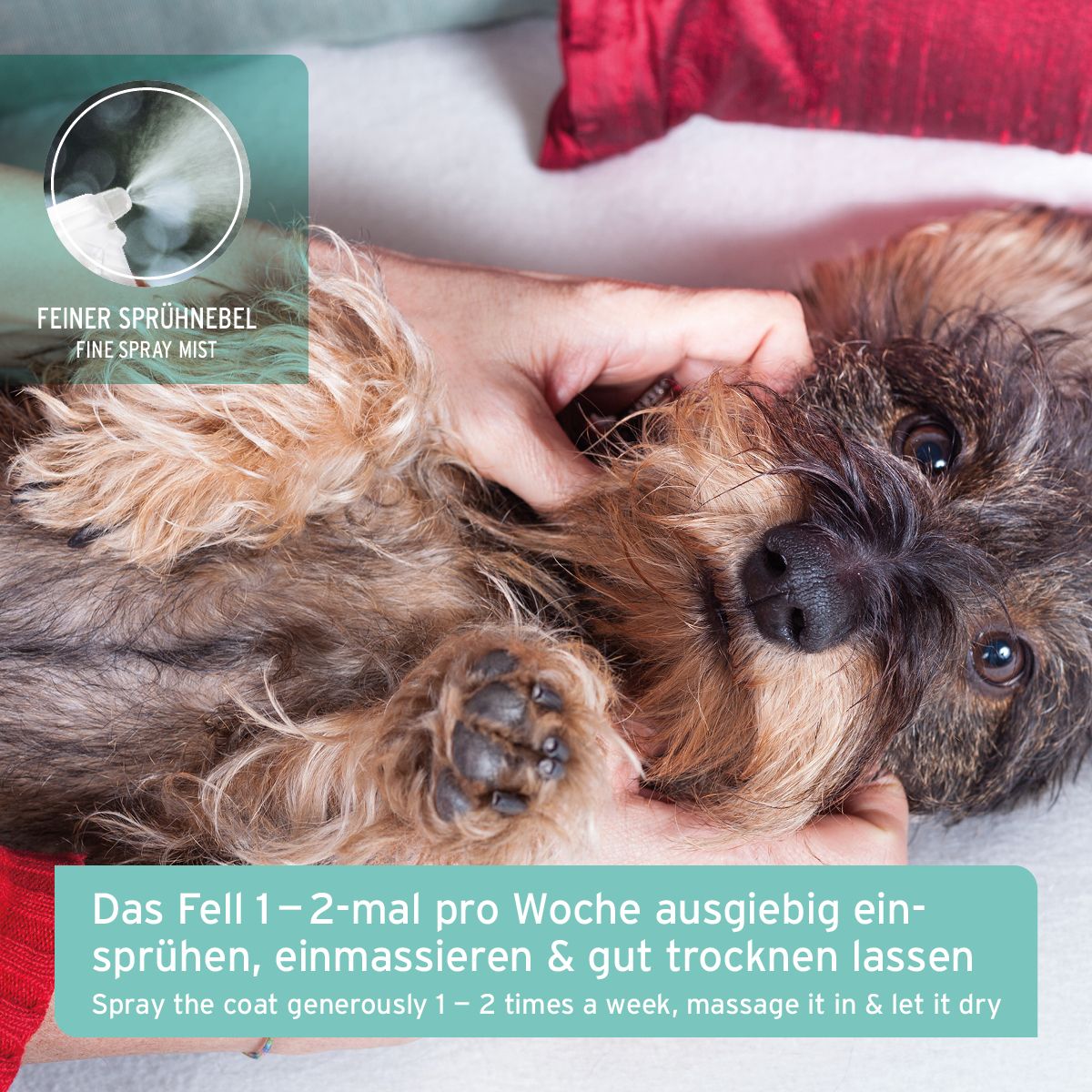 Hund liegt auf dem Rücken, wird am Bauch gestreichelt. Feiner Sprühnebel. Text: Fell 1-2 mal pro Woche einsprühen, einmassieren & gut trocknen lassen.