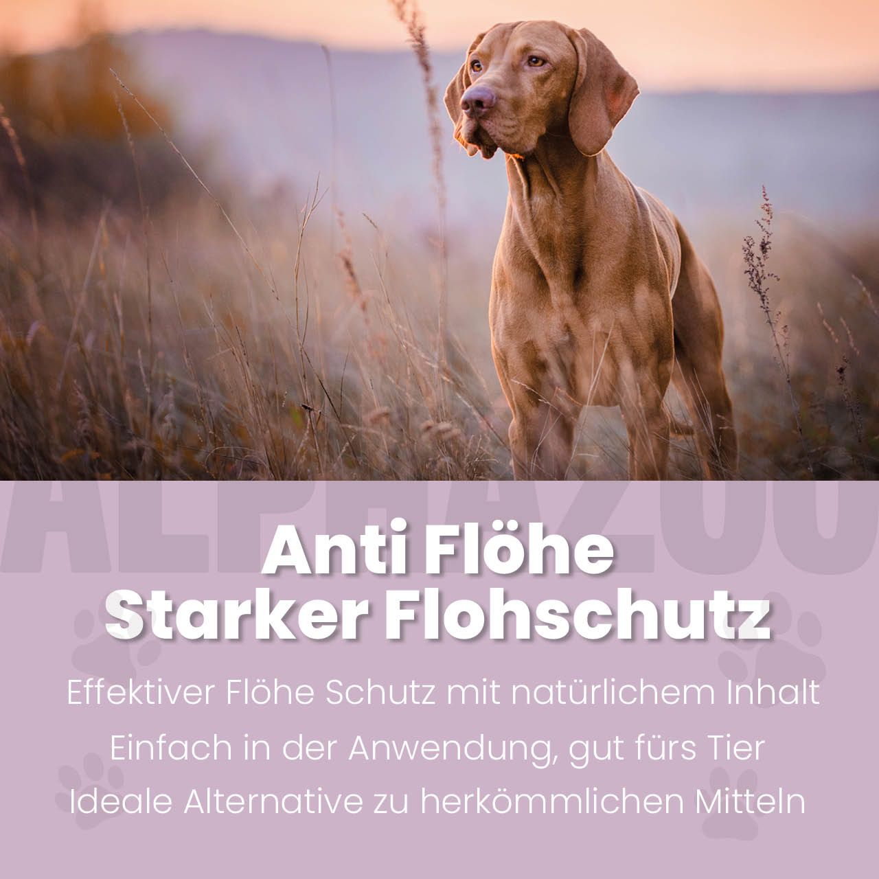 Hund im Feld. Text: Anti Flöhe, Starker Flohschutz. Effektiv, natürlich. Ideale Alternative.
