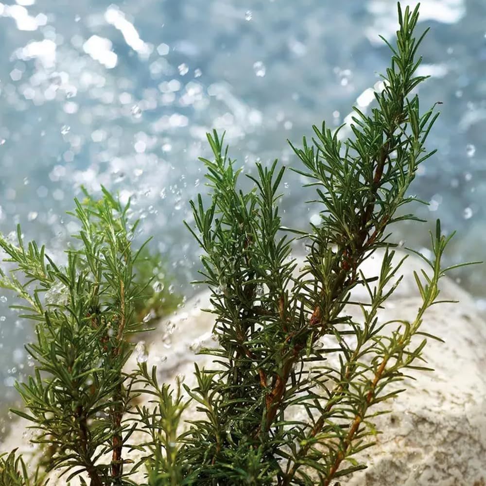 Rosmarinzweige auf einem Stein. Hintergrund: Wasser.