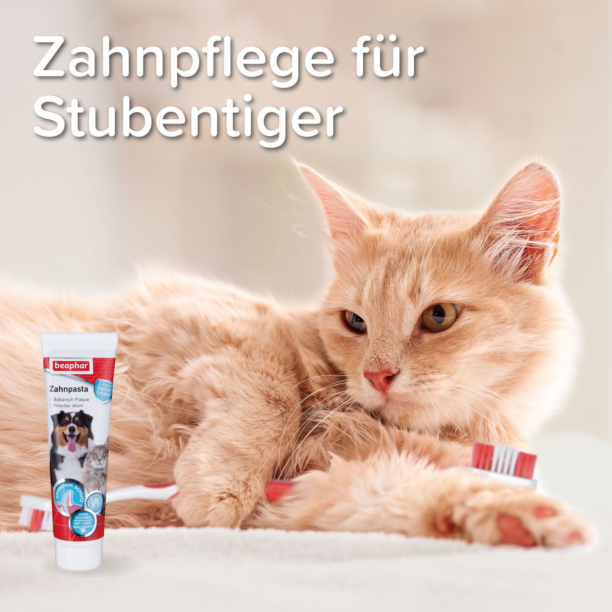 Eine Katze liegt neben einer Tube Zahnpasta und einer Zahnbürste. Auf der Tube sind ein Hund und eine Katze abgebildet. Text: Zahnpflege für Stubentiger.
