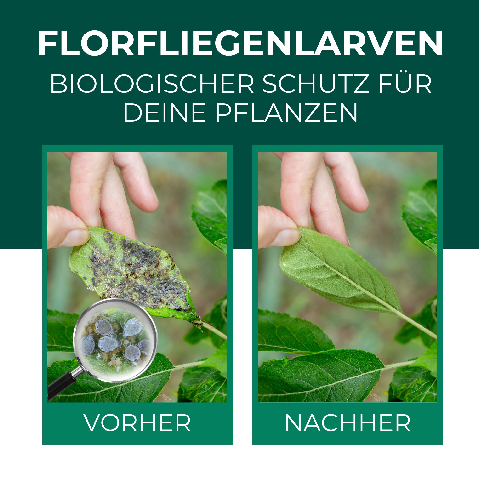 SILBERKRAFT Florfliegenlarven