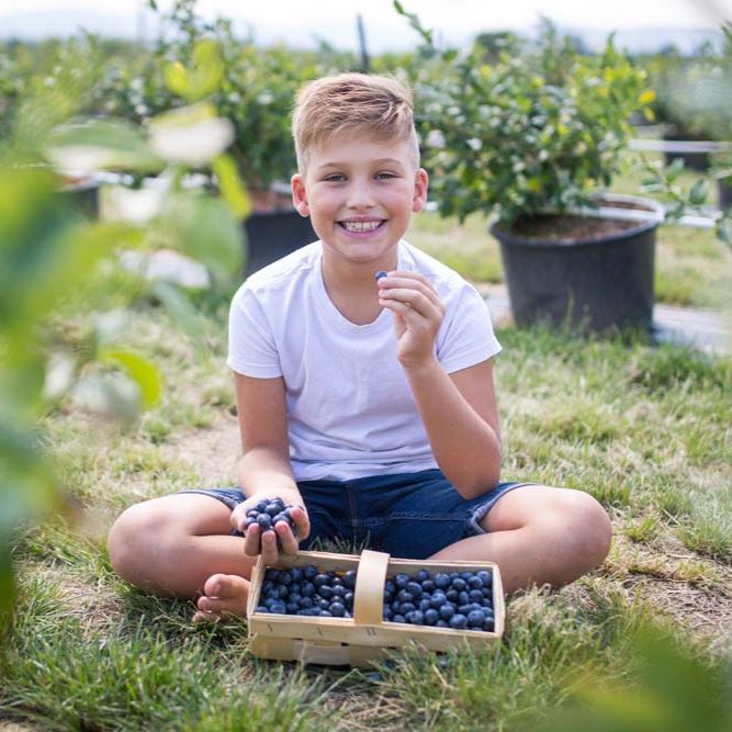 Ein Junge sitzt auf dem Rasen und hält Blaubeeren in einer Holzkiste und in der Hand. Er lächelt.