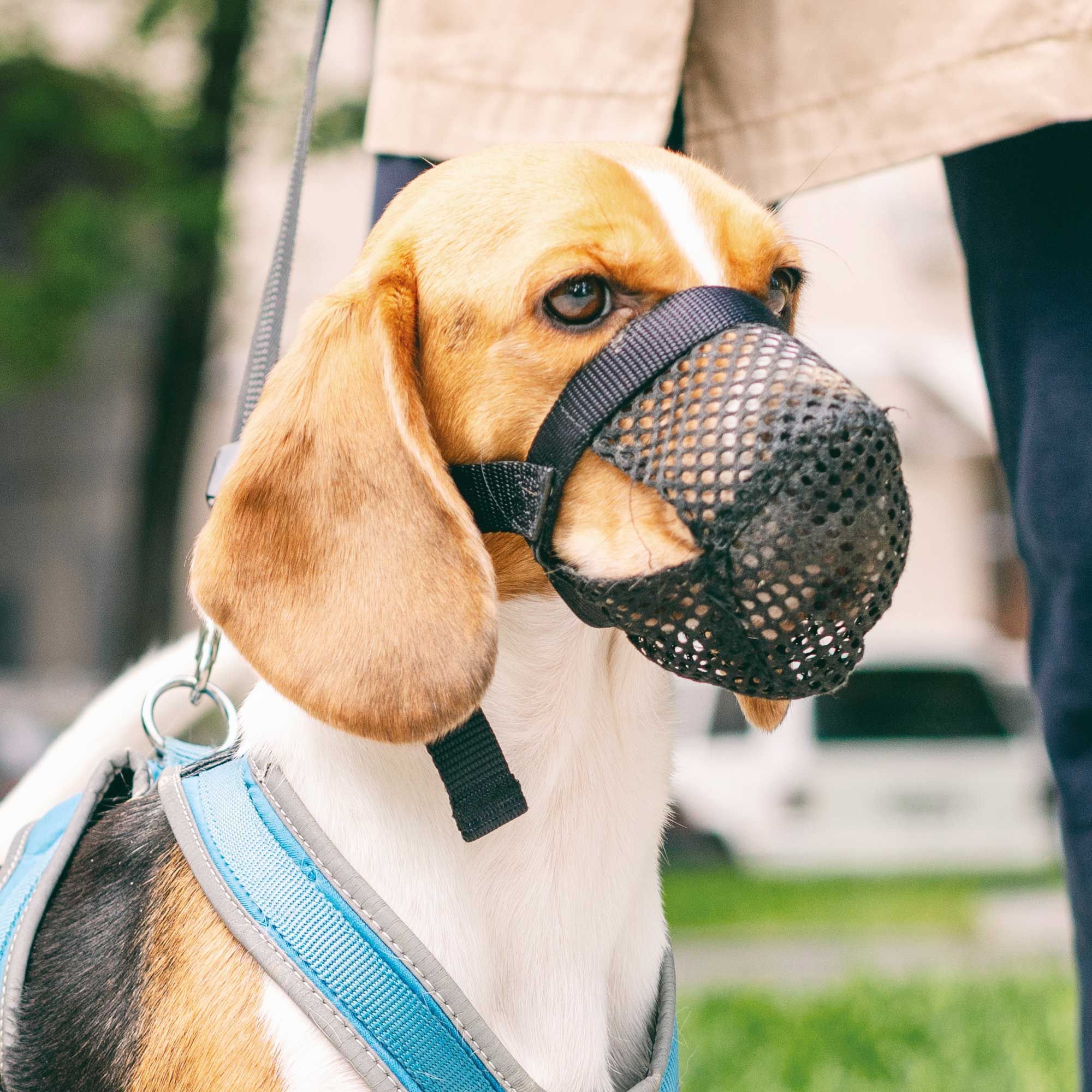 Giftköder Schutznetz für Hunde S-M
