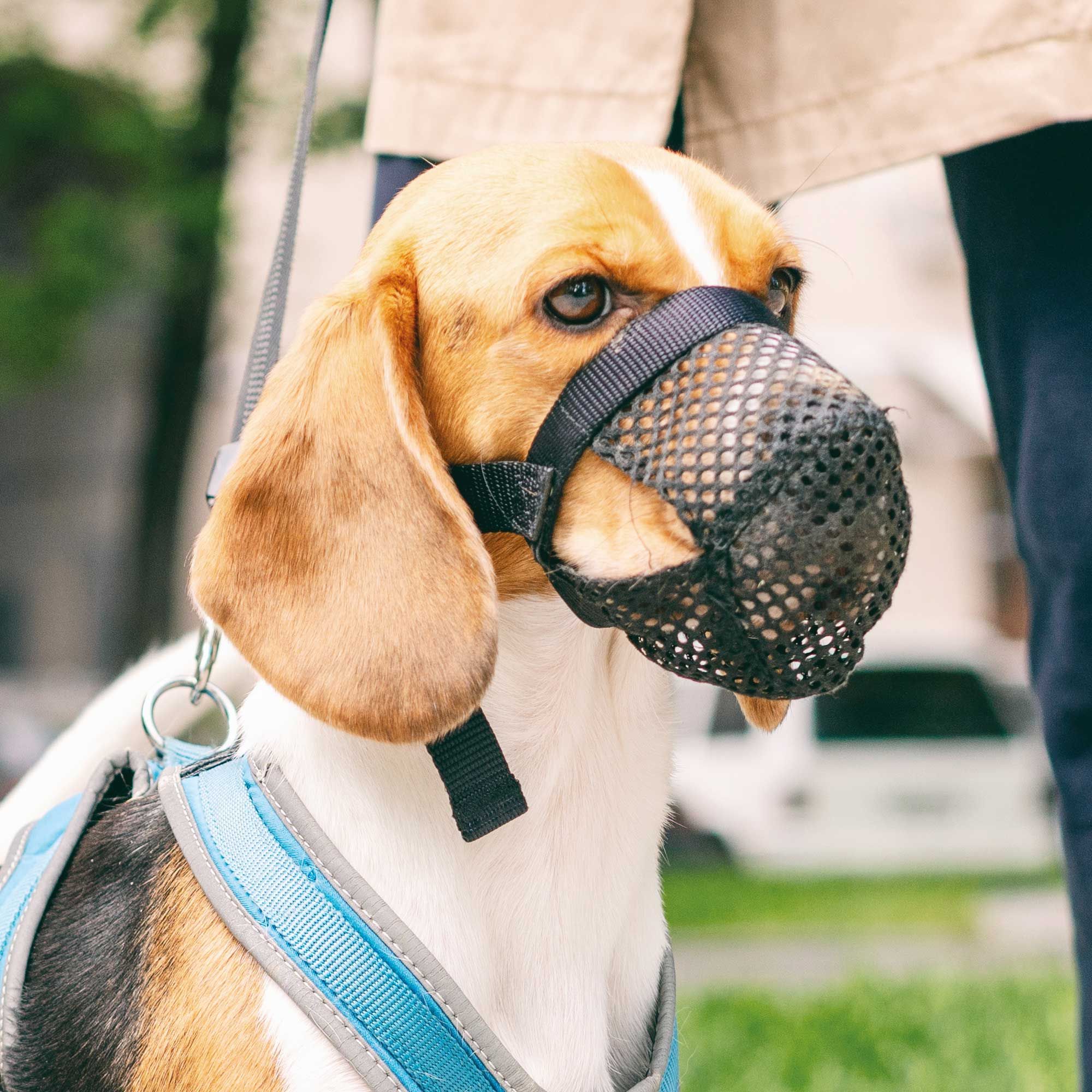 Giftköder Schutznetz für Hunde M-L