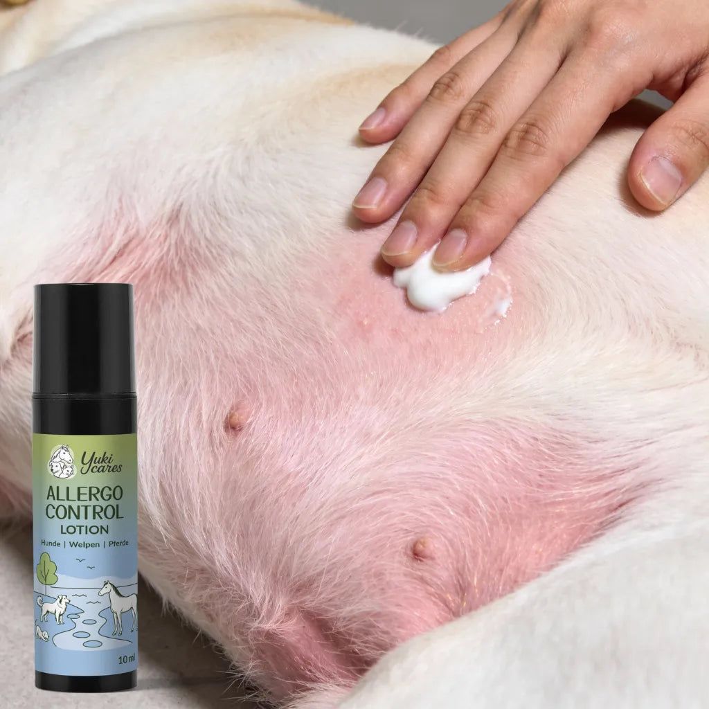 Hund mit roter Haut am Bauch. Hand mit Wattepad trägt Lotion auf. Aufschrift: Allergo Control Lotion.