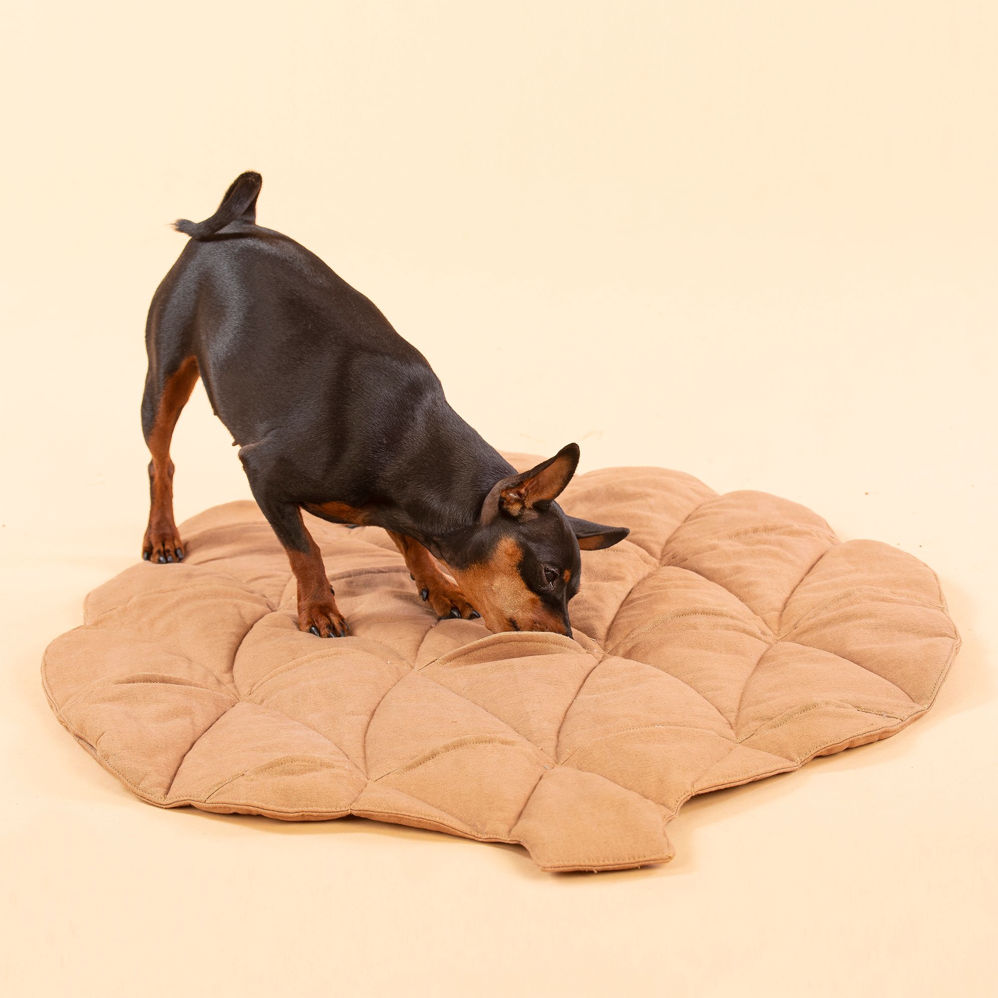 Kleiner Hund auf brauner, kissenförmiger Matte in Zapfenform. Der Hund schnuppert.