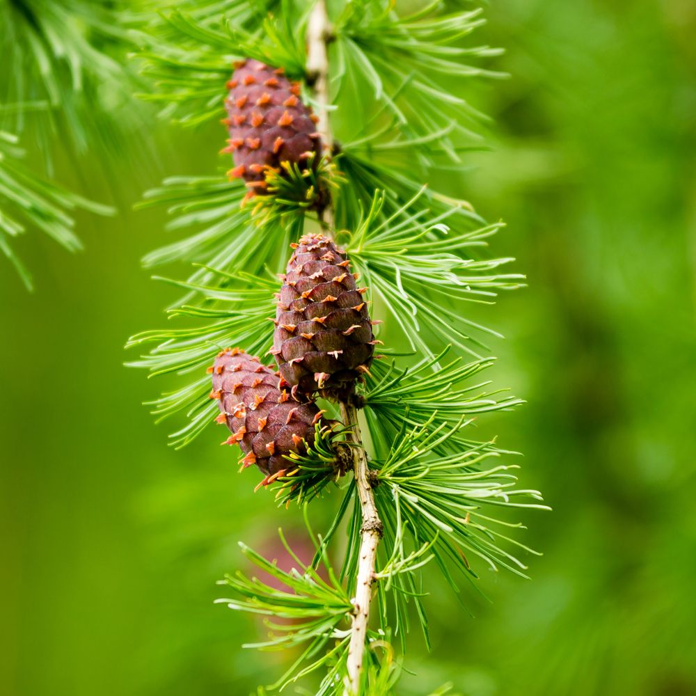 PHI Essences - Larch Bachblüte Nr. 19