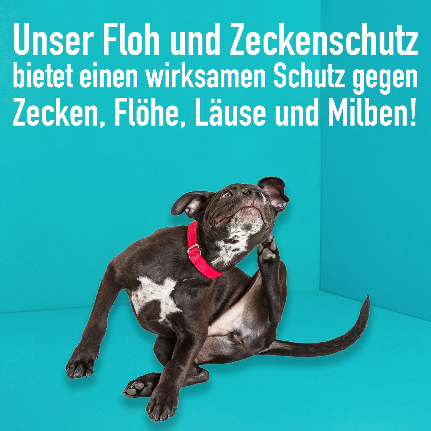 GreenHero Floh- und Zeckenschutz für Hunde und Katzen