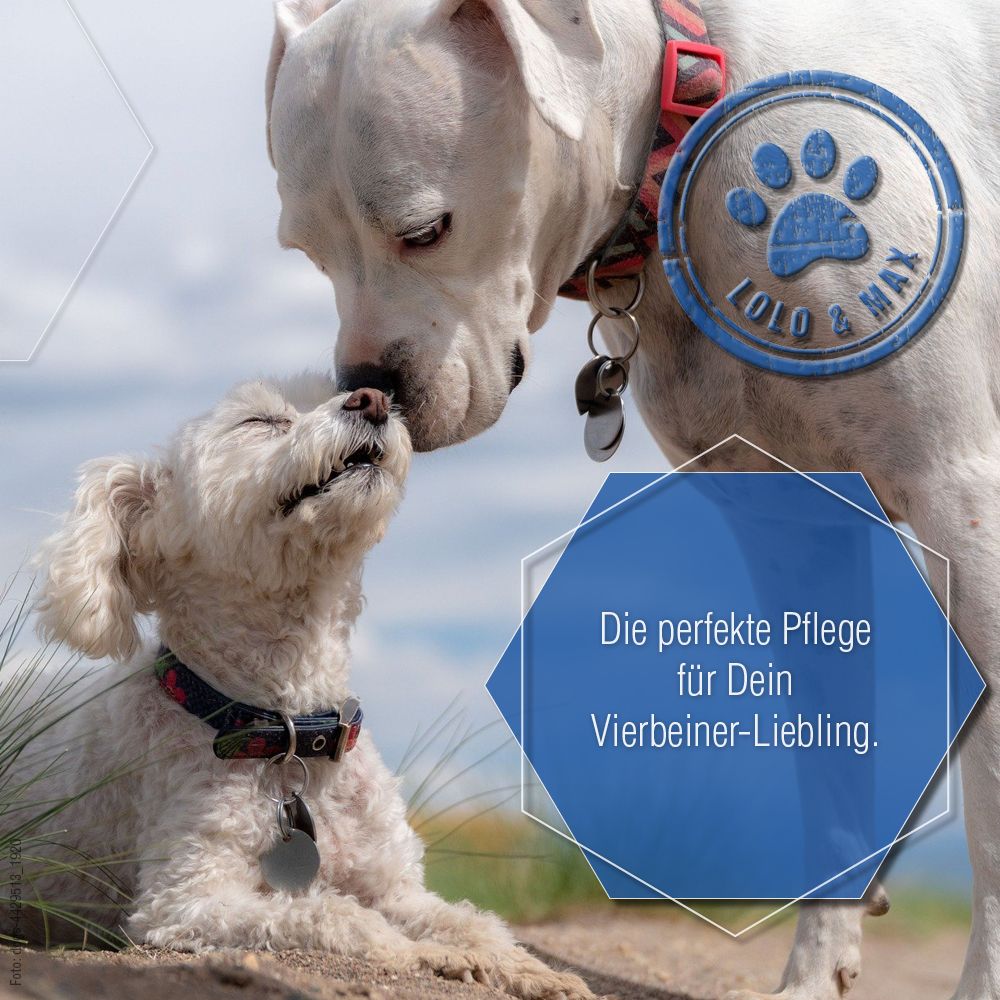 Zwei Hunde, einer schnuppert am anderen. Logo: Pfote, Lolo & Max. Text: Die perfekte Pflege für Dein Vierbeiner-Liebling.