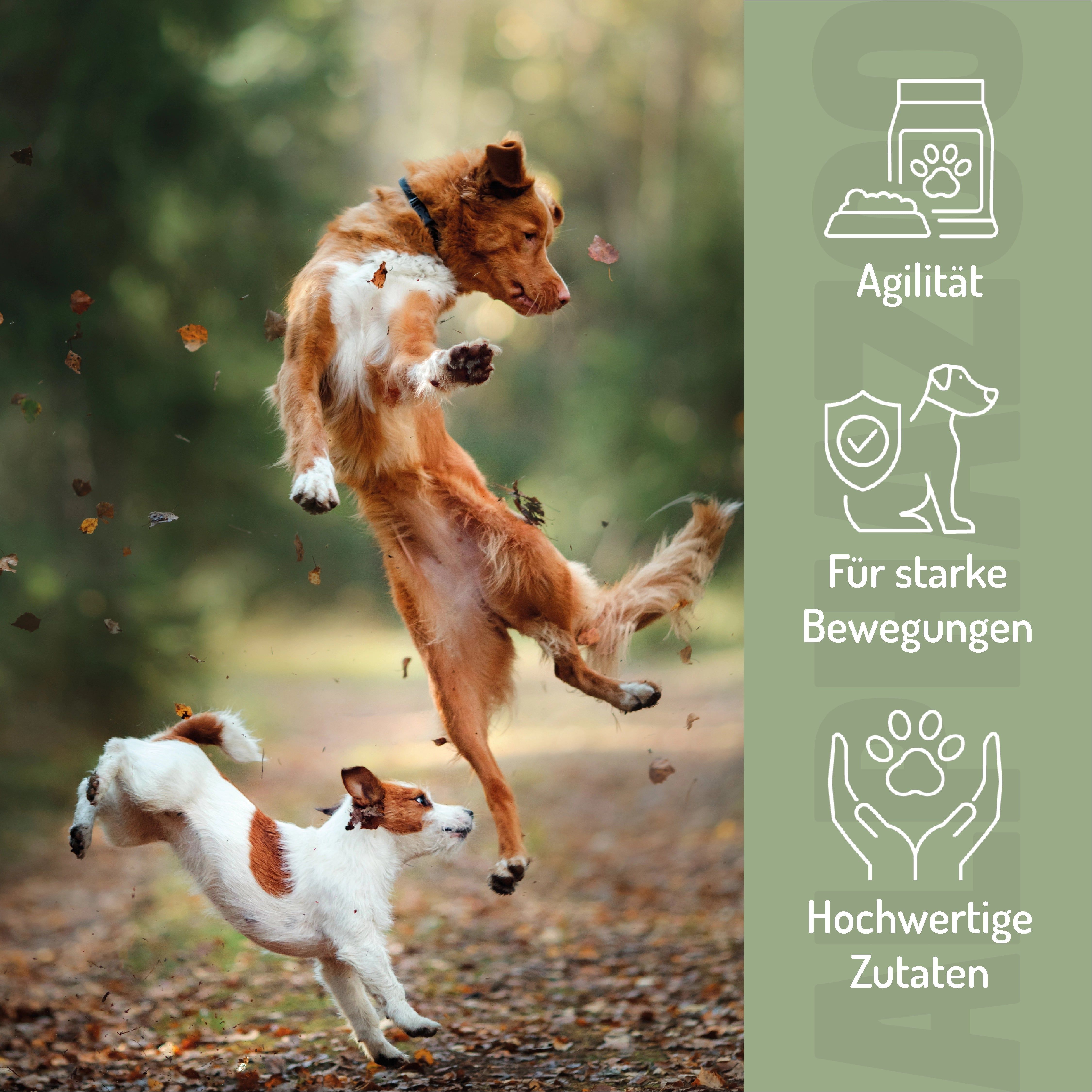 Zwei Hunde springen im Wald. Icons: Agilität, starke Bewegungen, hochwertige Zutaten.