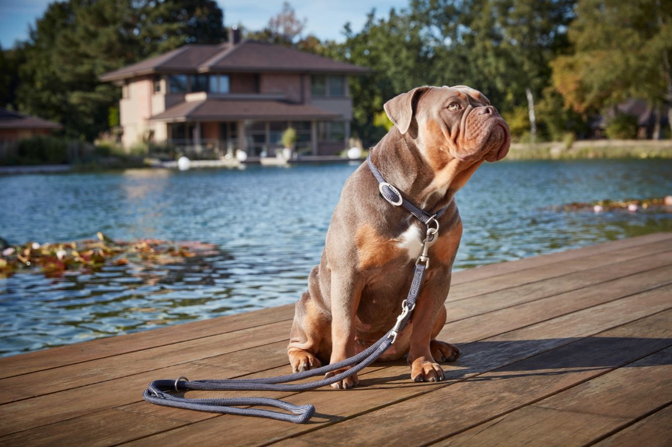 Hundehalsband Tau K2 Olive - Wolters - Größe: XS = 30 cm Länge