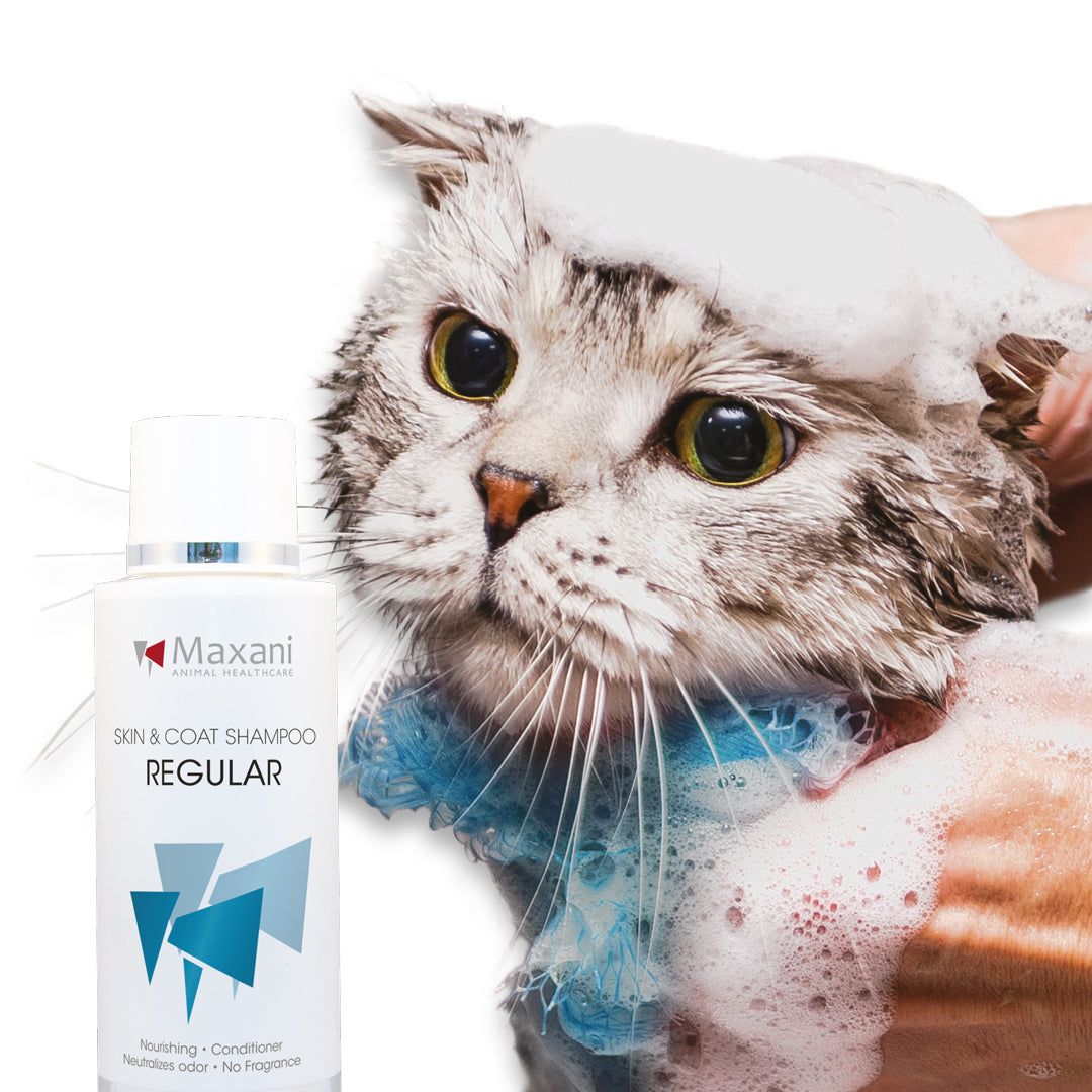 Maxani Regular Skin & Coat shampoo