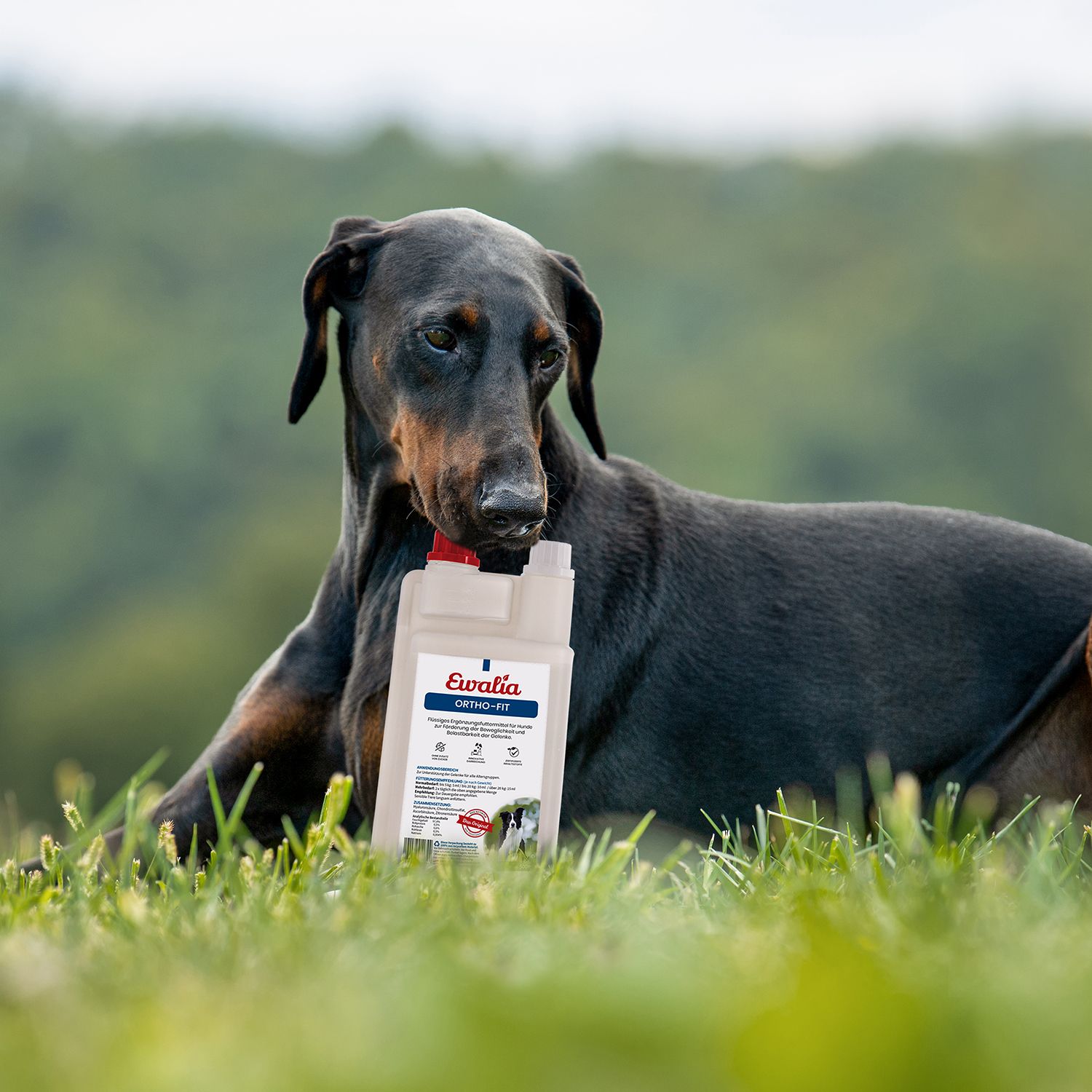 EWALIA Ortho-Fit für Hunde