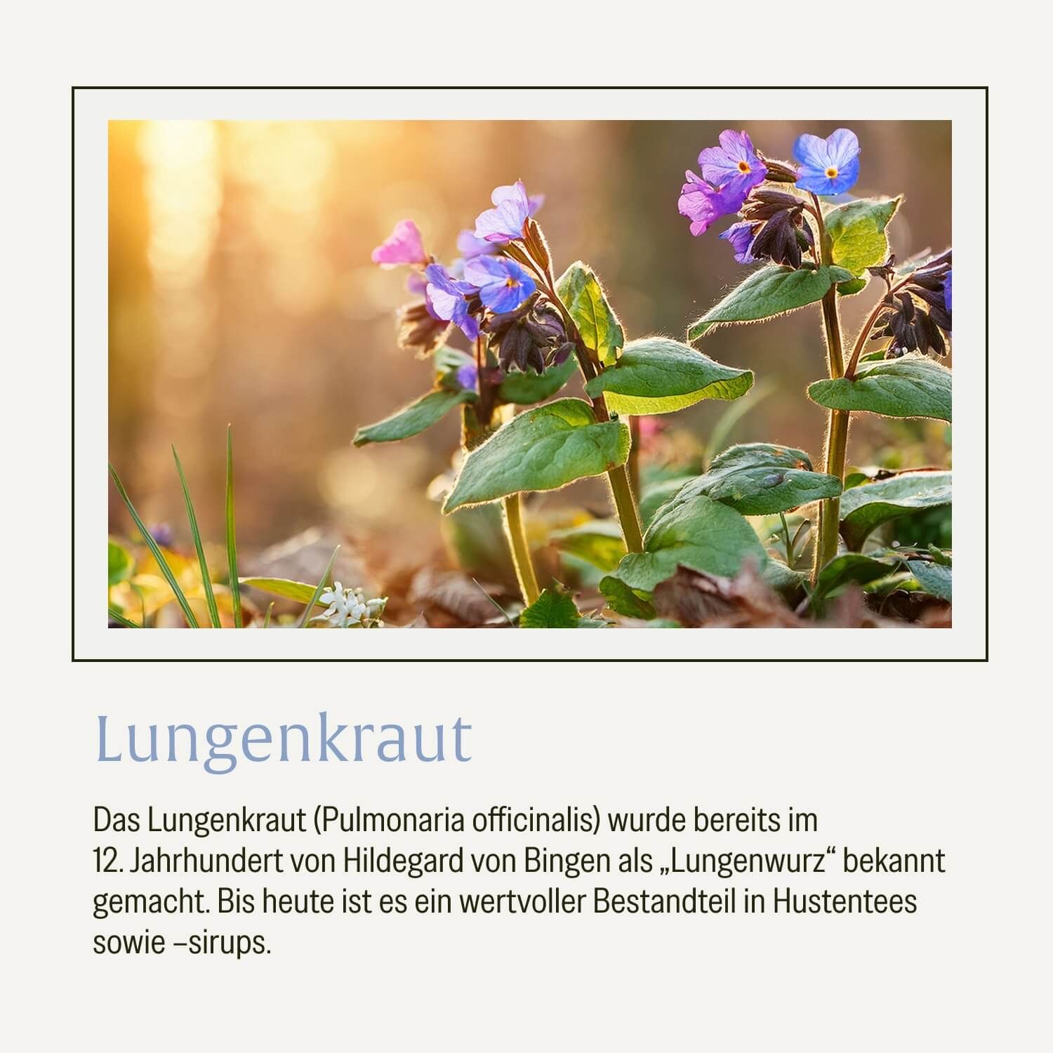 Blühendes Lungenkraut (Pulmonaria officinalis) im Sonnenlicht, historisch als Lungenwurz bekannt.
