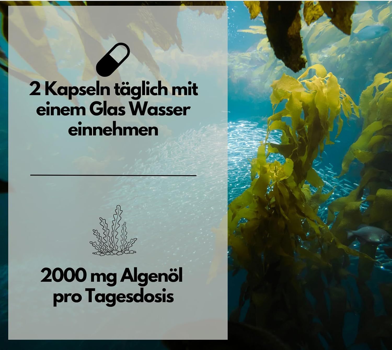 Anleitung: 2 Kapseln täglich mit Wasser einnehmen. 2000 mg Algenöl pro Tagesdosis. Illustration von Algen.