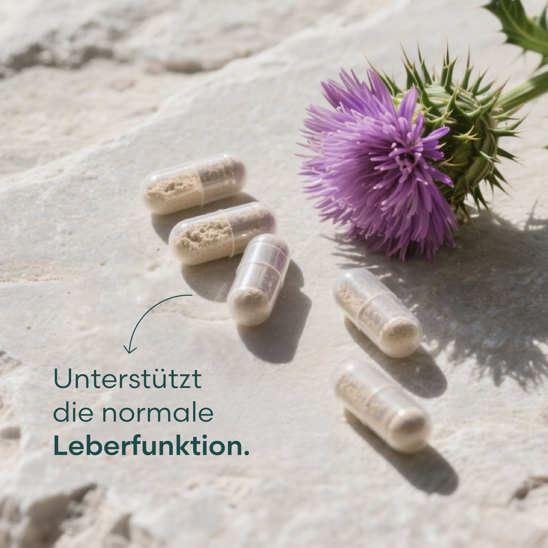 Kapseln mit Inhalt auf Stein. Pfeil mit Text: Unterstützt die normale Leberfunktion. Lila Distelblüte.