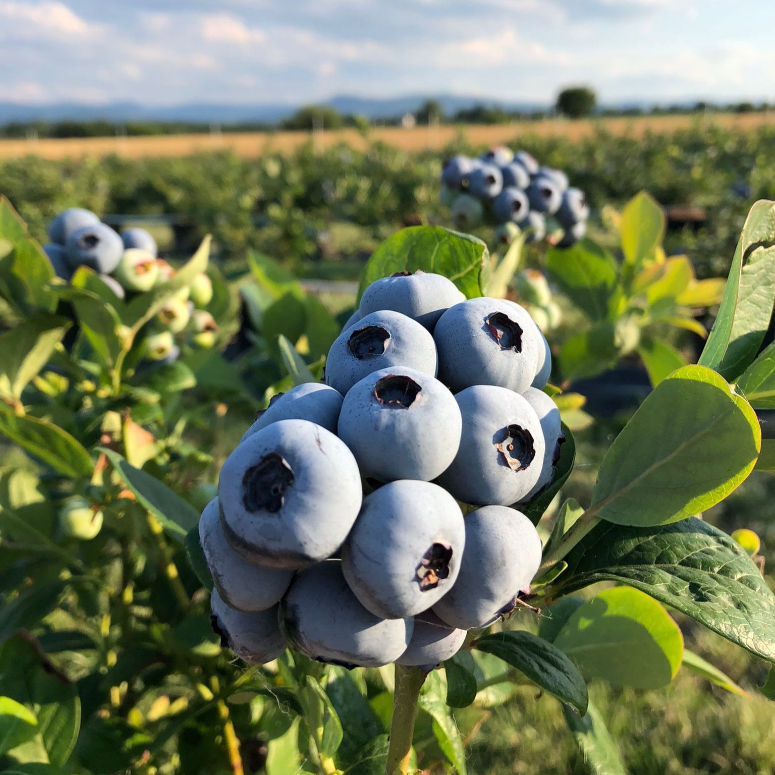 Nahaufnahme von Blaubeeren an einem Strauch. Im Hintergrund ein Feld mit weiteren Sträuchern und Himmel.