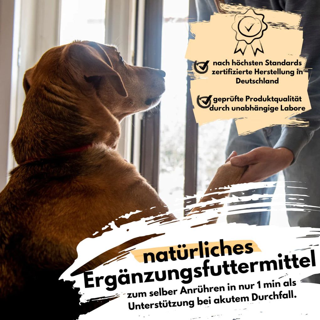 Morosche Karottensuppe für Hunde - People Who Kaer