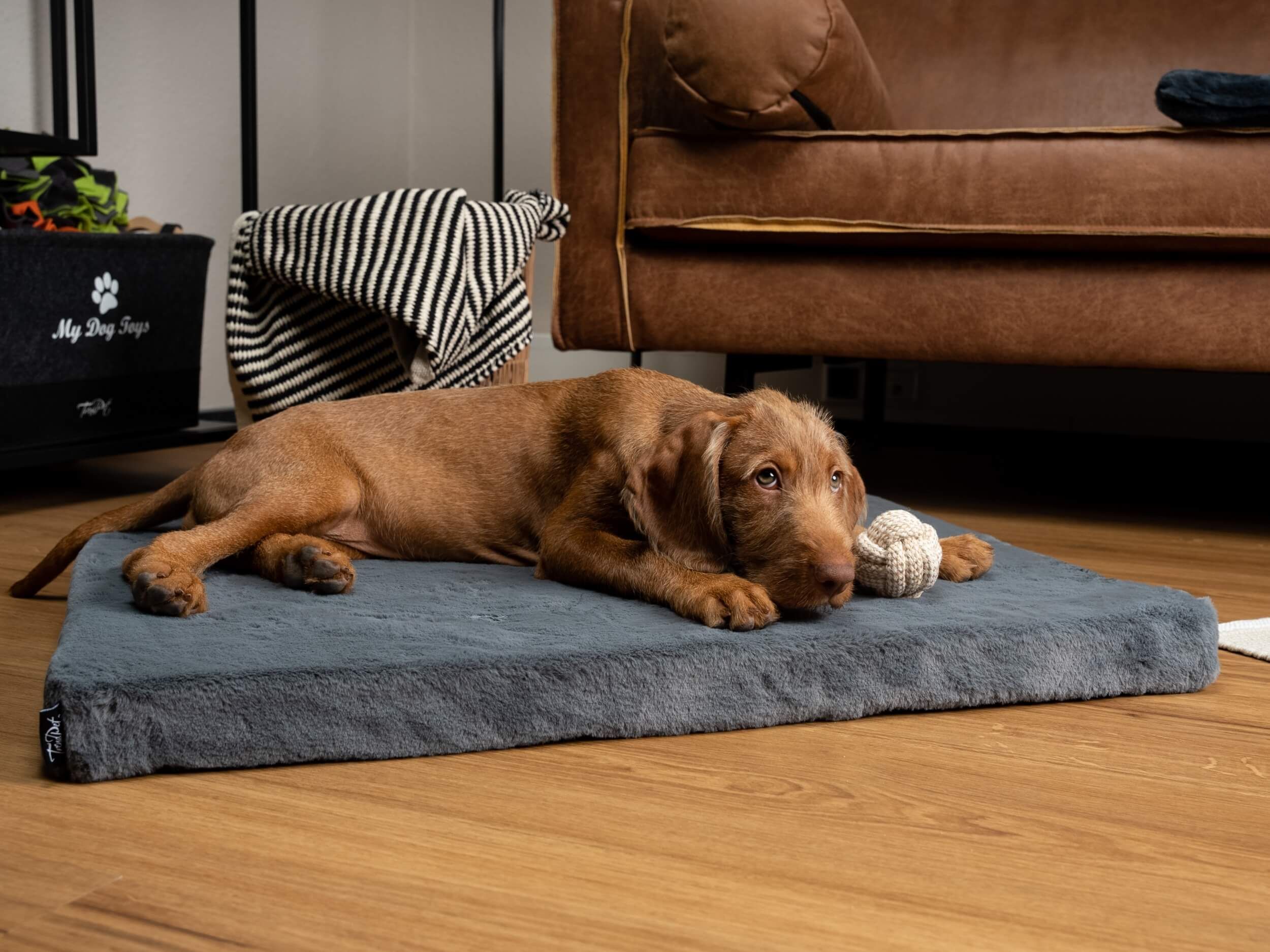 Hund liegt auf grauer Matratze. Umgebung: Holzboden, Sofa, Spielzeug.
