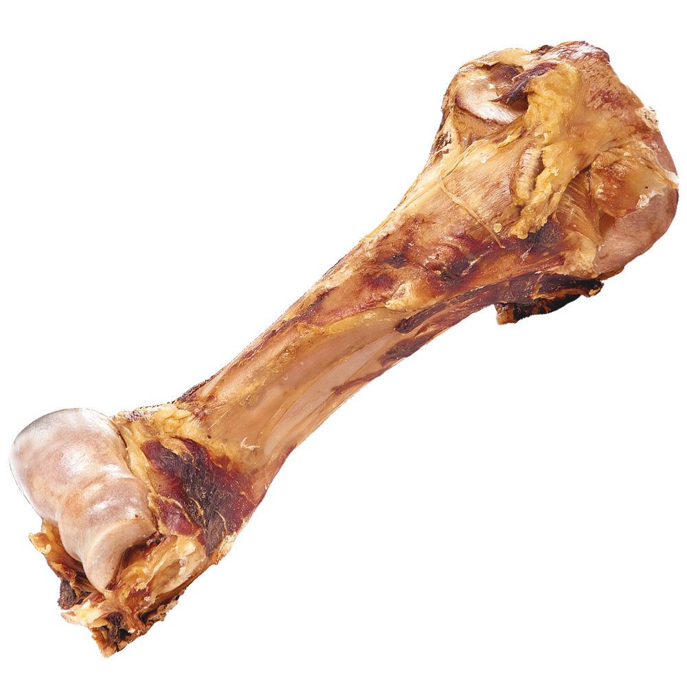 Schecker Dino Knochen - naturbelassener Bullen Oberschenkelknochen