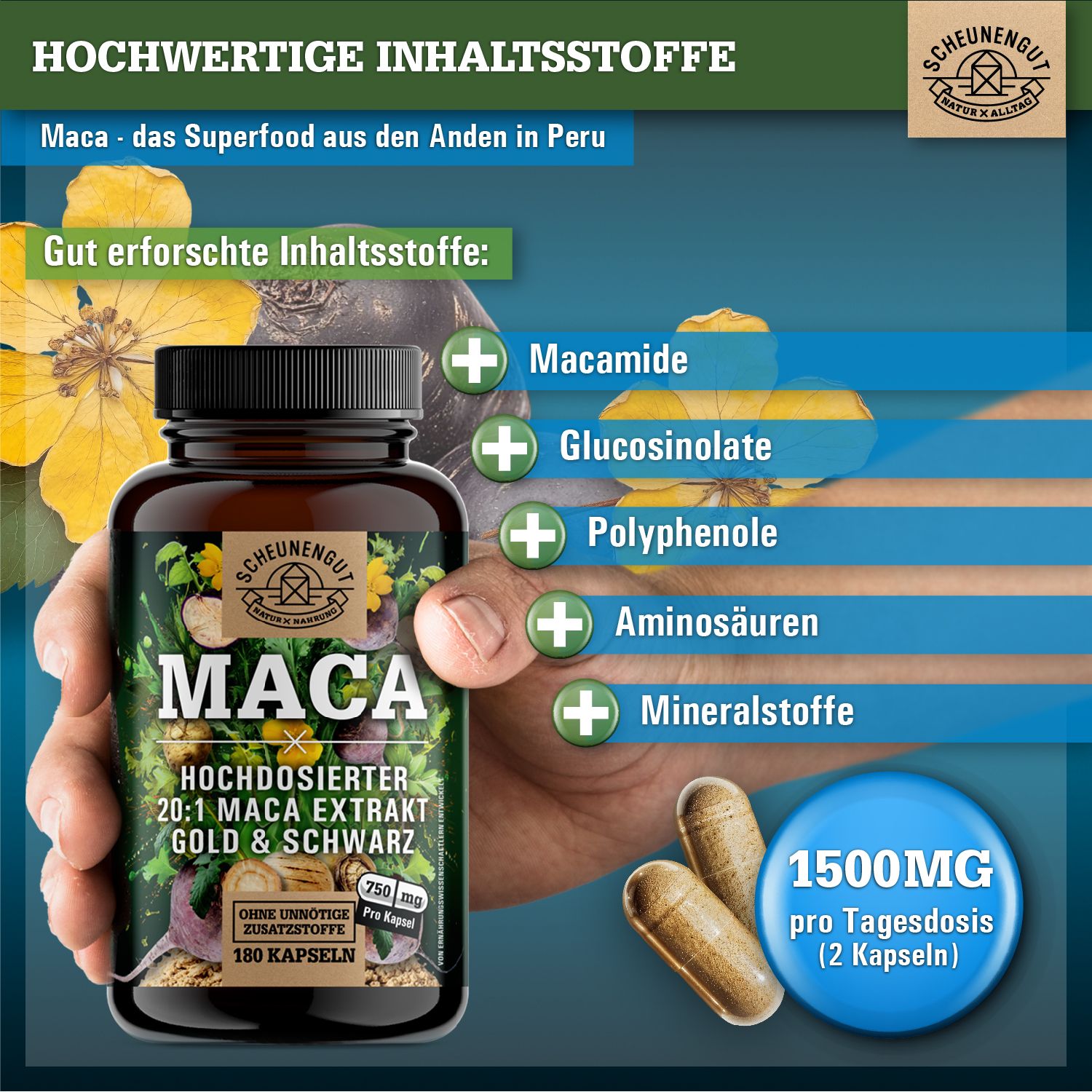 Braune Flasche mit Kapseln in einer Hand. Aufschrift: MACA, 20:1 Extrakt, Gold & Schwarz. Zusätzliche Informationen.