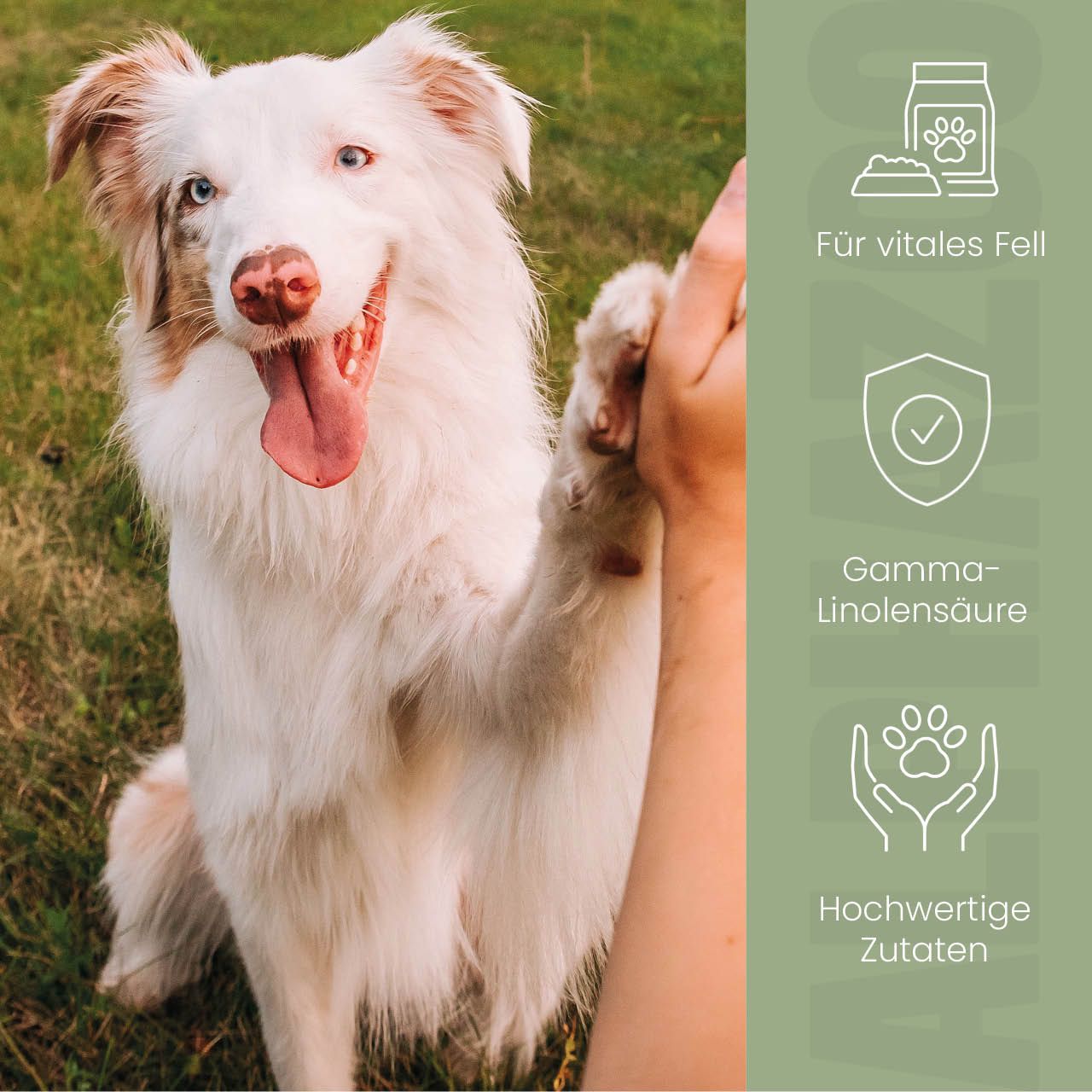 Hund gibt High Five. Text: Für vitales Fell. Text: Gamma-Linolensäure. Text: Hochwertige Zutaten. Illustrationen.