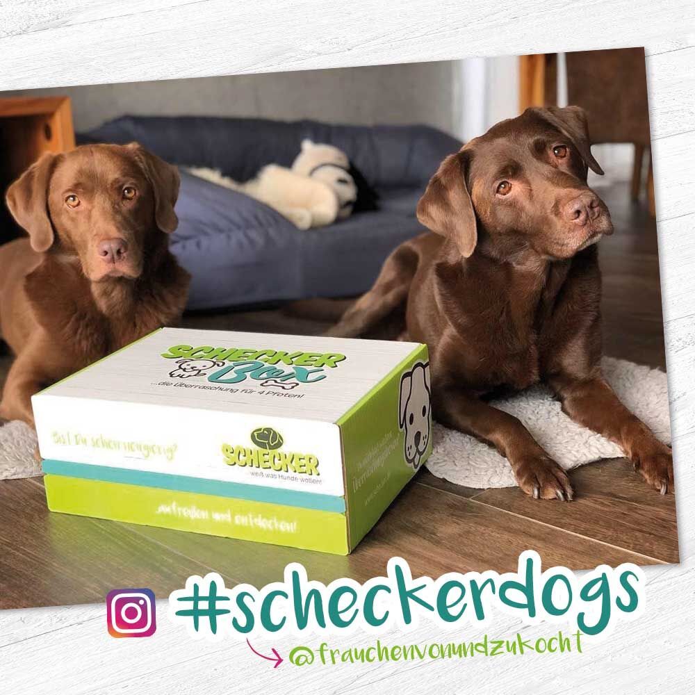 Zwei braune Hunde sitzen neben einer Schecker Box. Box mit grünem Deckel und Aufschrift. Instagram-Logo und Hashtag #scheckerdogs.