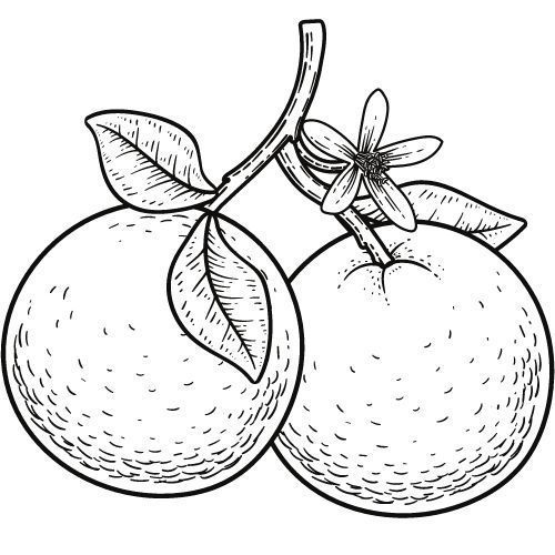 Alteya Organics Orangenöl 100%