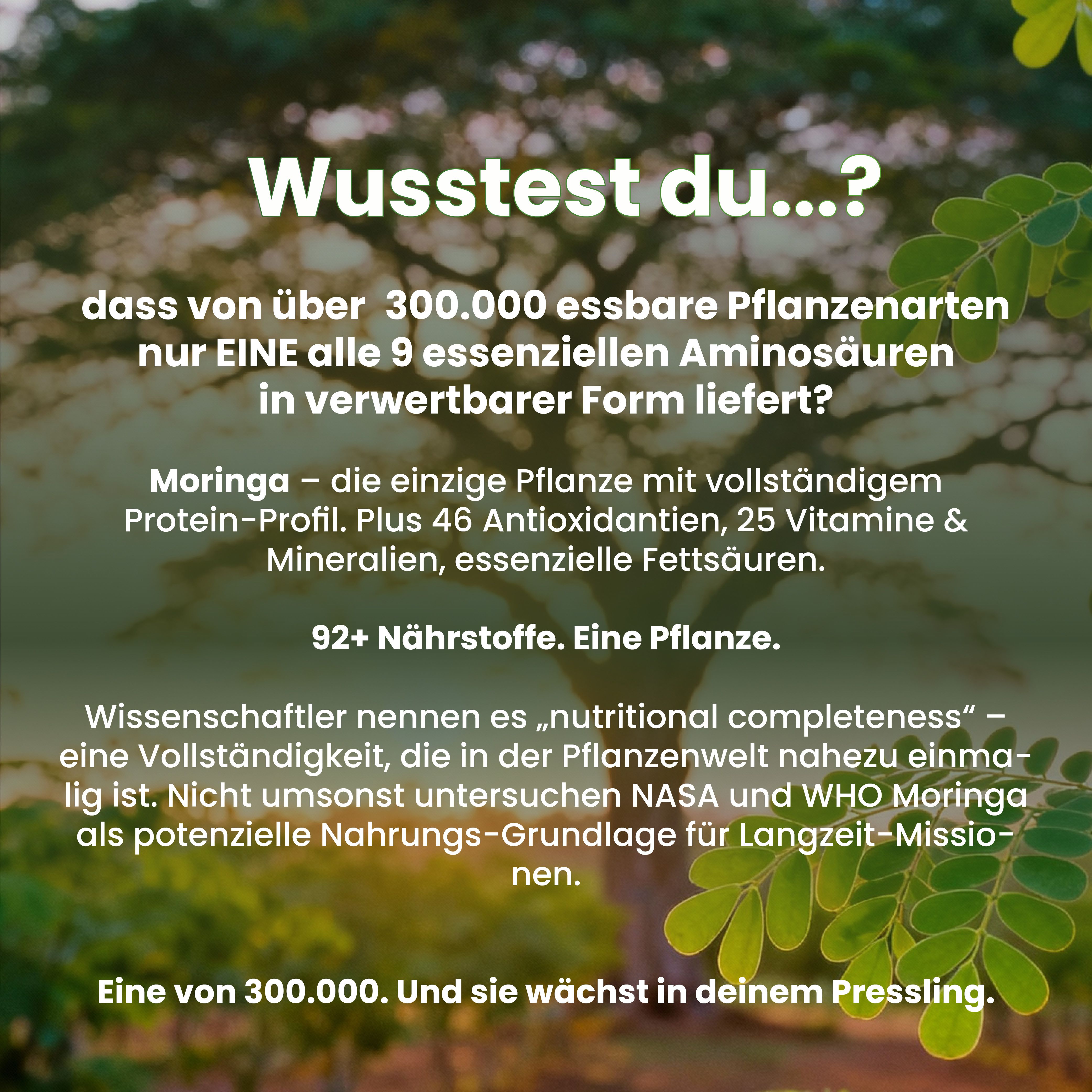 Text über Moringa. Text: 92+ Nährstoffe. Eine Pflanze. Moringa - die einzige Pflanze mit vollständigem Protein-Profil.
