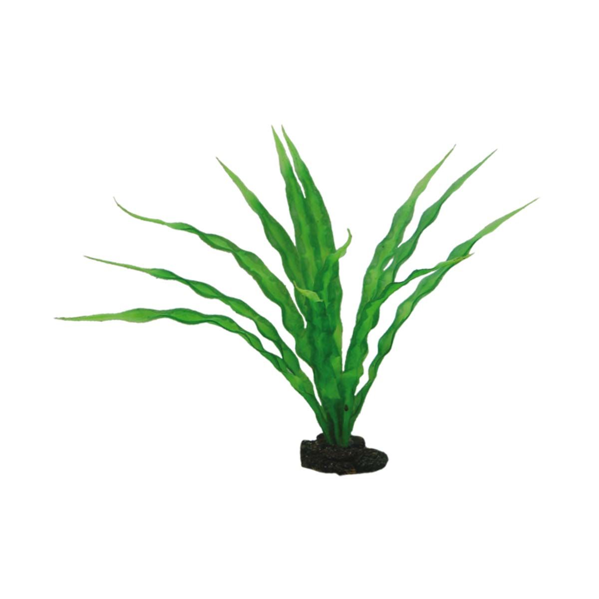 Hobby Crinum