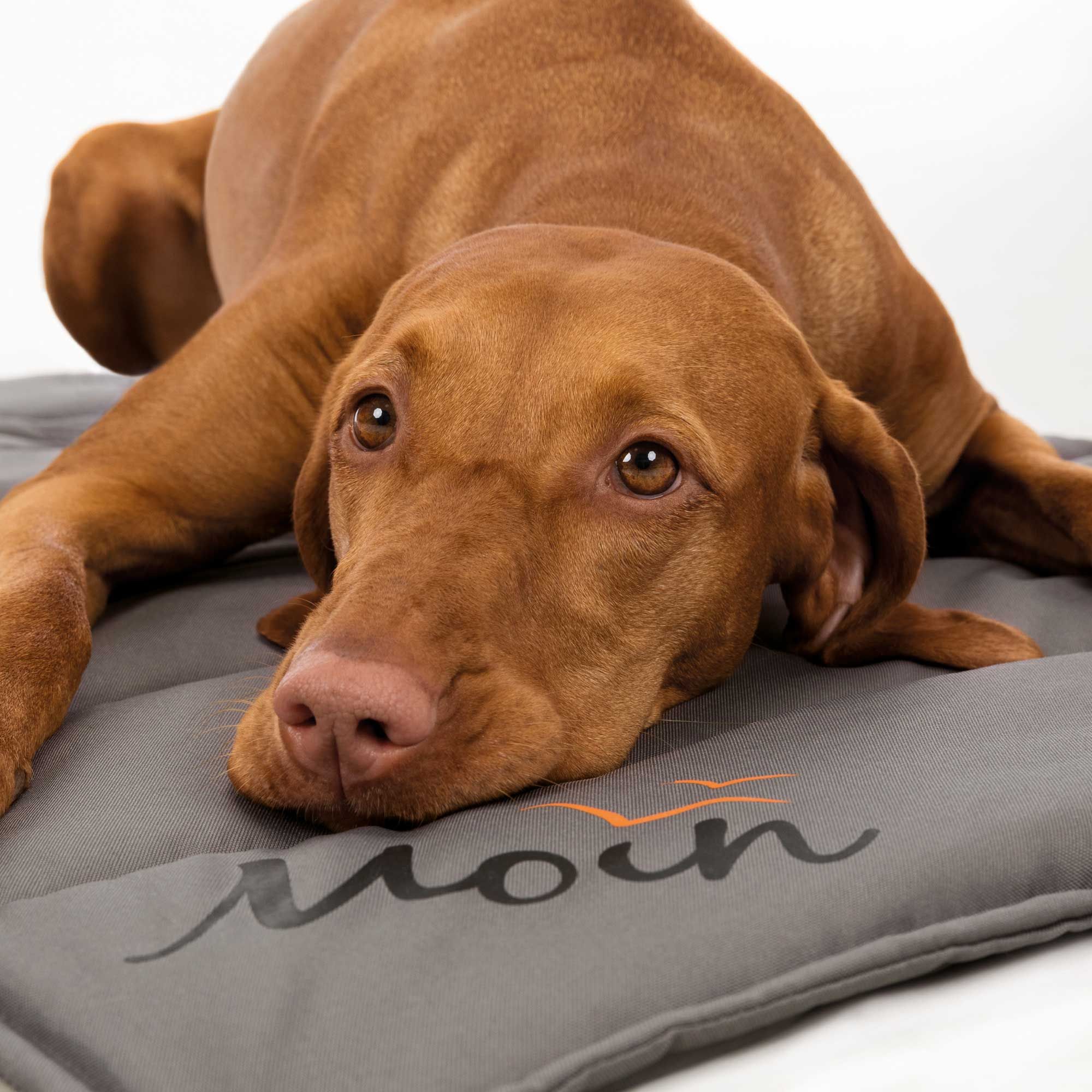 Hundedecke - 100 x 65 cm - BE Nordic - Moin - grau - waschbar - aufrollbar