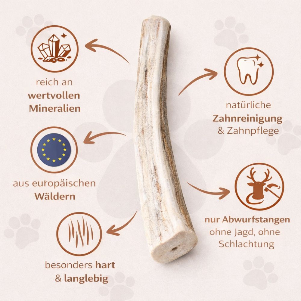 Halbe Rothirsch-Kaustange mit Infografiken: Mineralien, Zahnreinigung, europäische Wälder, hart & langlebig.