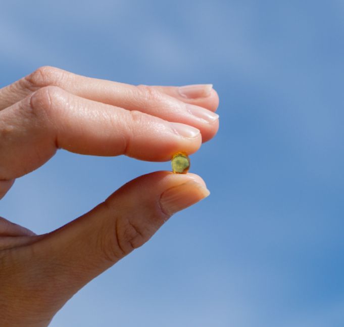Finger halten eine einzelne Aavalabs Vitamin D3 Softgel-Kapsel.