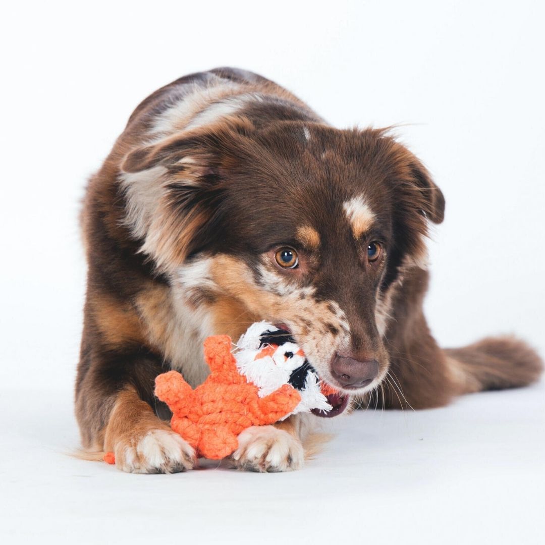 Hundespielzeug Timothy Tiger - Laboni