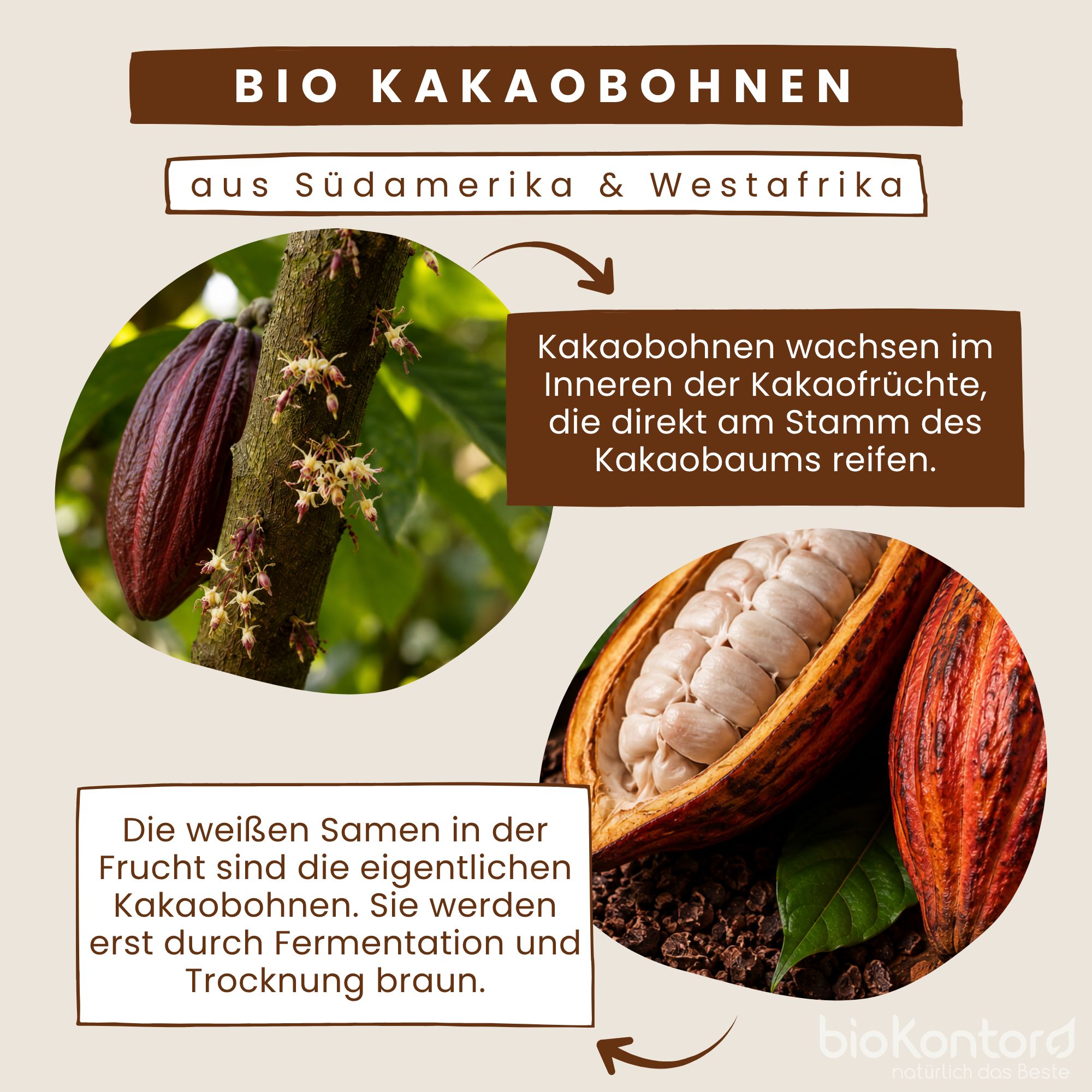 Kakaobohnen am Baum und im Fruchtfleisch, Herkunft Südamerika & Westafrika.