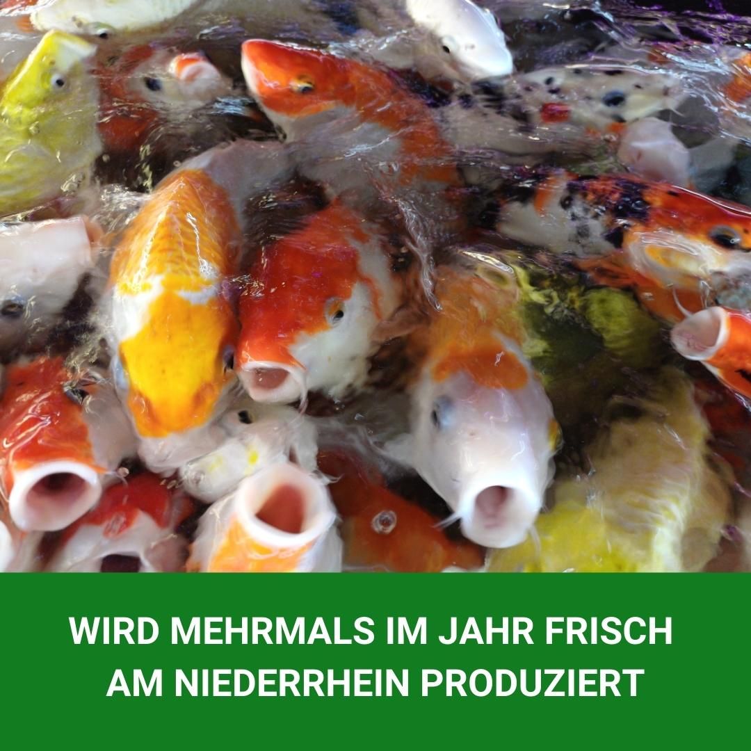 KENKOU Spezial mit Spirulina