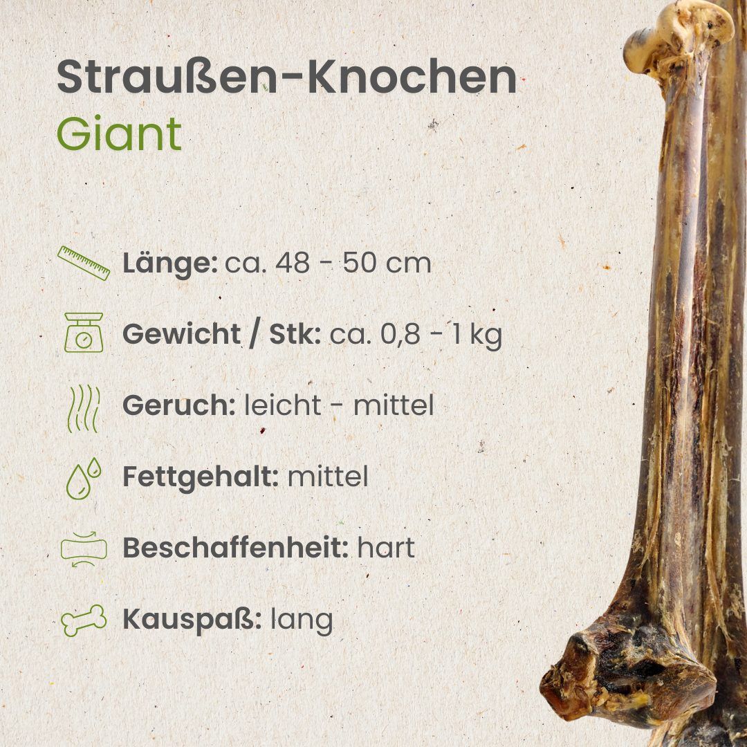 Ein großer, brauner Straußenknochen mit Informationen zu Länge, Gewicht und Eigenschaften.