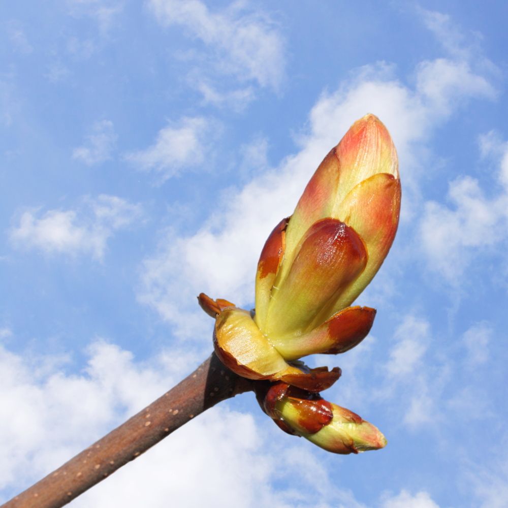 PHI Essences - Chestnut Bud Bachblüte Nr. 7