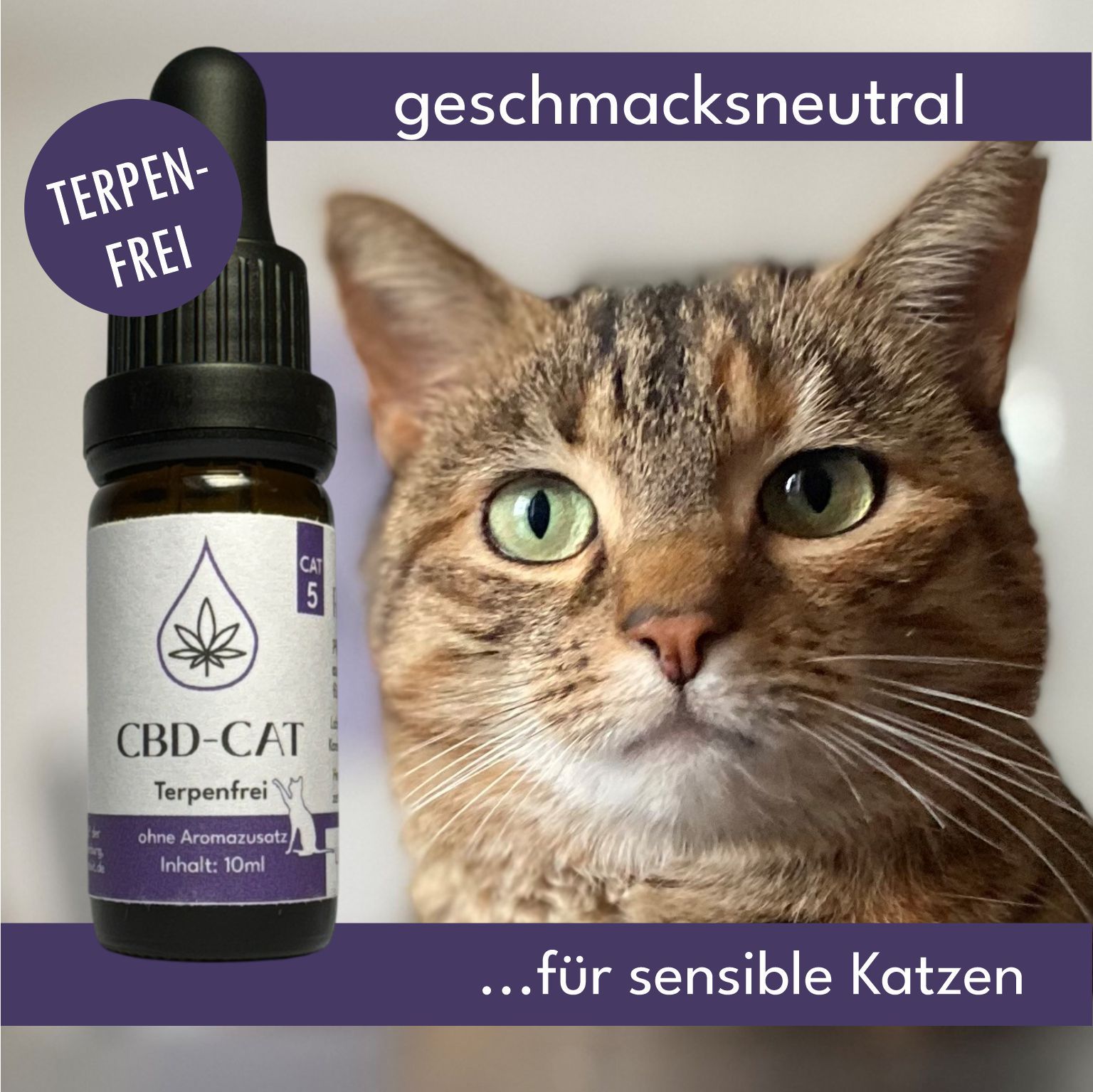 CBD-Katzenöl-Flasche mit Pipette, terperenfrei, geschmacksneutral, neben einer Katze.