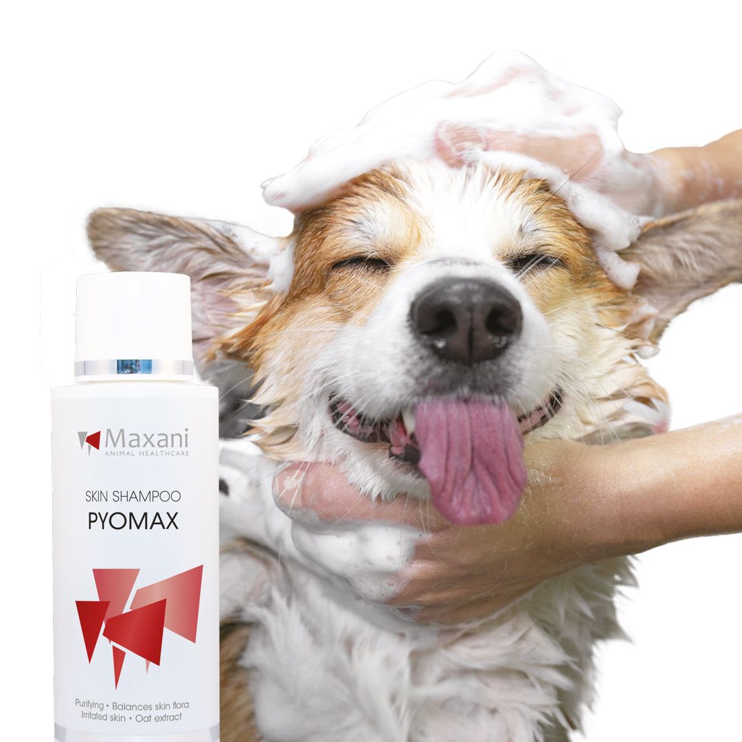 Weißes Shampoo-Fläschchen mit roter Grafik und Text. Ein Hund wird mit Schaum gewaschen.