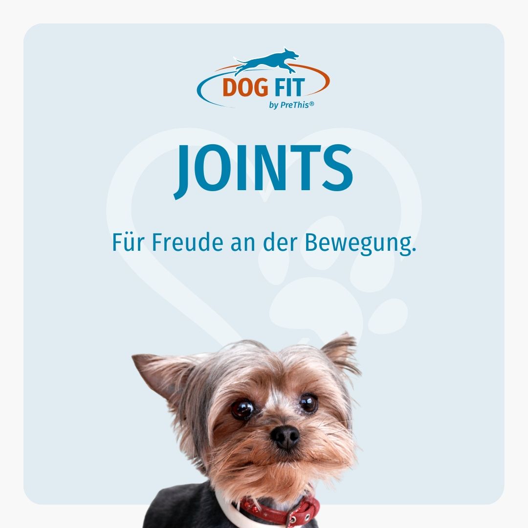 DOG FIT Logo. Text: JOINTS. Kleiner Hund mit rotem Halsband. Hintergrund hellblau. Text: Für Freude an der Bewegung.